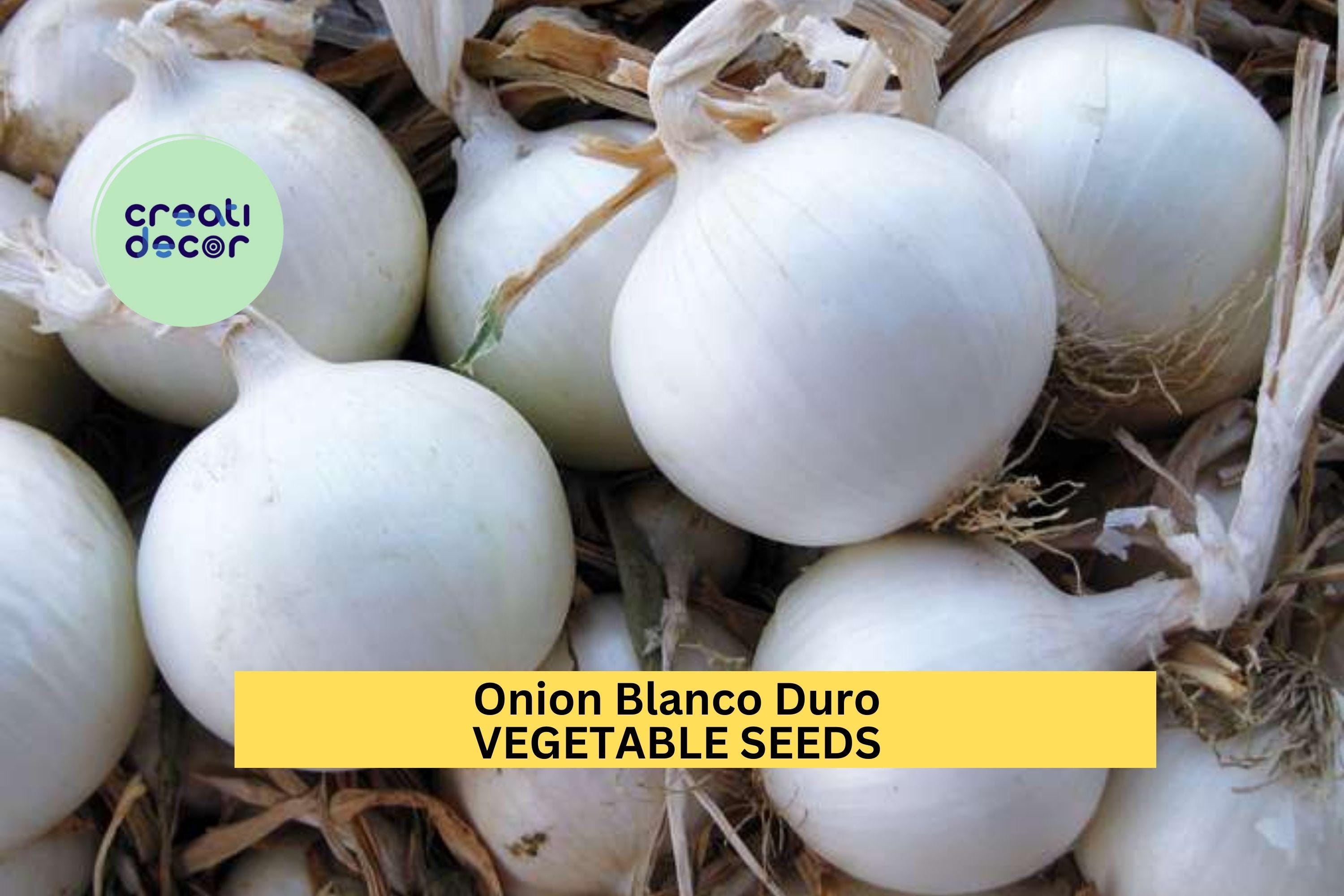 3pcs of 250mg Onion Blanco Duro Seeds – White Onion Vegetable Seeds for Planting – Crisp,Firm Bulbs Home Garden & Cooking Seeds for Planting