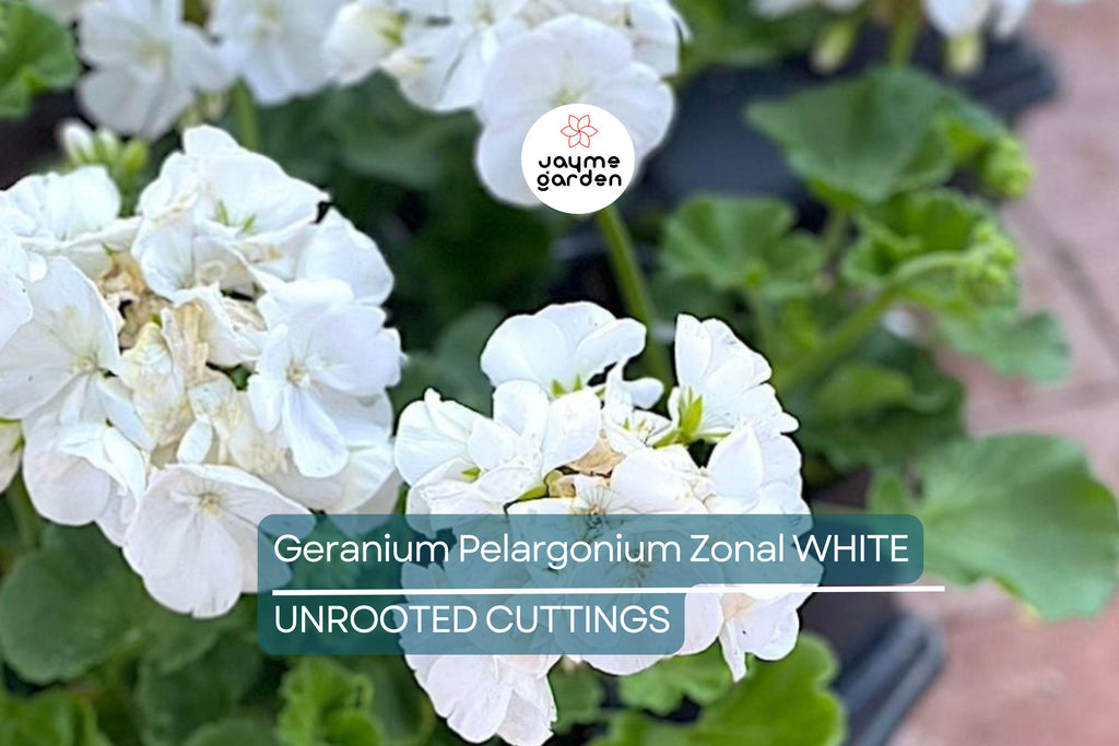 White Zonal Geranium Cuttings - 6" Unrooted Live Plant, Fast-Growing, Flowering Perennial for Outdoor Gardens, USDA Zones 10-11