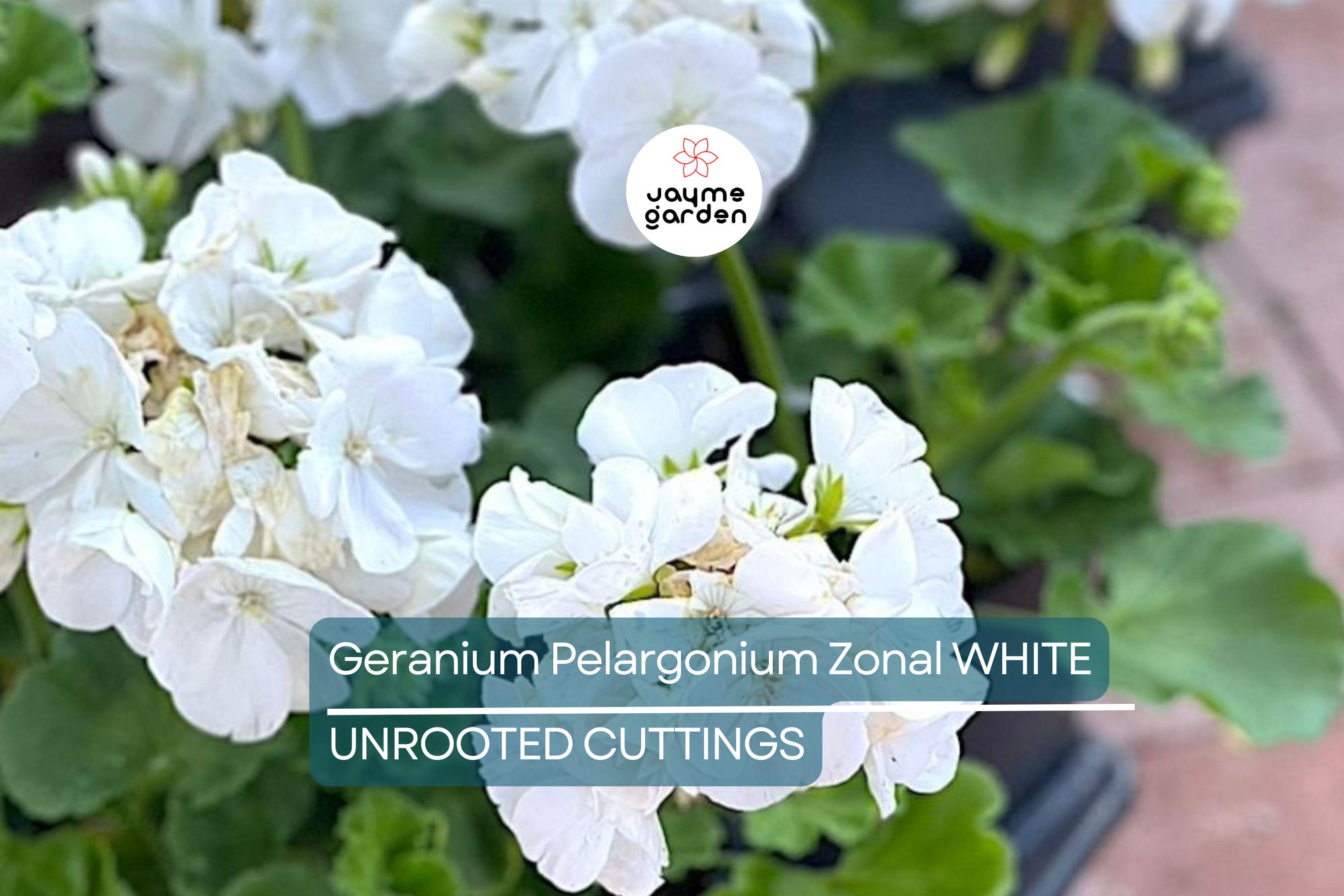 White Zonal Geranium Cuttings - 6" Unrooted Live Plant, Fast-Growing, Flowering Perennial for Outdoor Gardens, USDA Zones 10-11