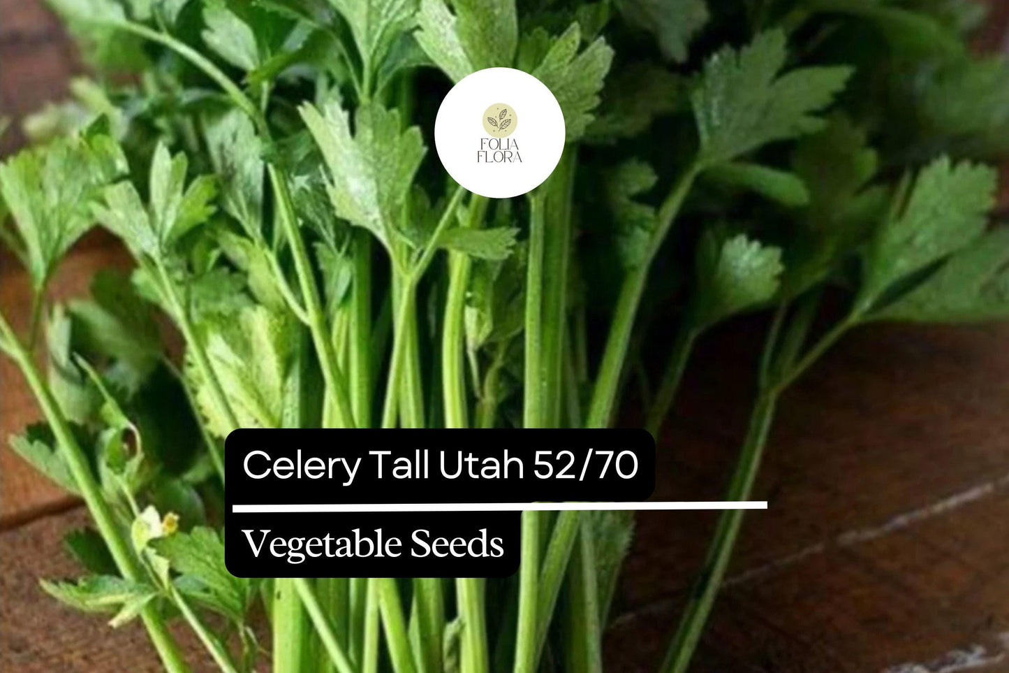 500 Seeds Celery Tall Utah 52/70 Apium graveolens | Crisp, Sweet Heirloom Variety for Gardens & Containers