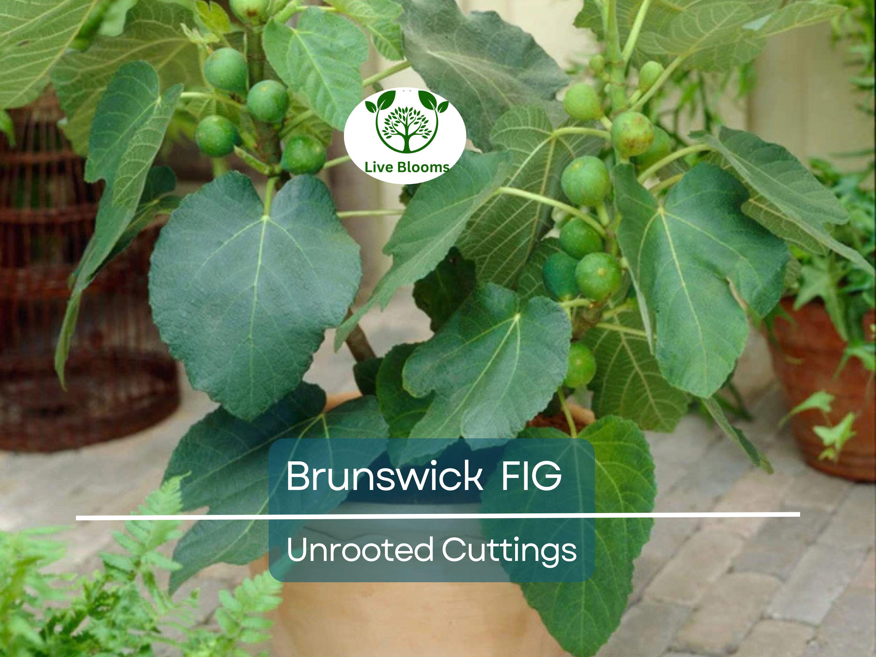 6 Brunswick Fig Tree Unrooted Cuttings 6-8" - Ficus Carica, Sweet Fruit, Easy to Grow, Starter Plant
