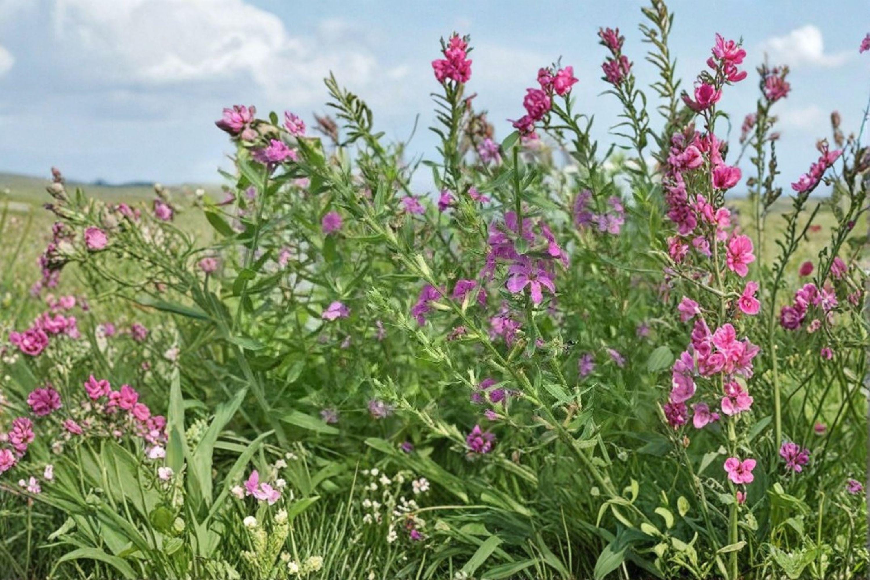 Lythrum alatum/Winged Loosestrife – 3,000 Seeds | Native Wetland Perennial | Pollinator-Friendly | Non-Invasive Loosestrife