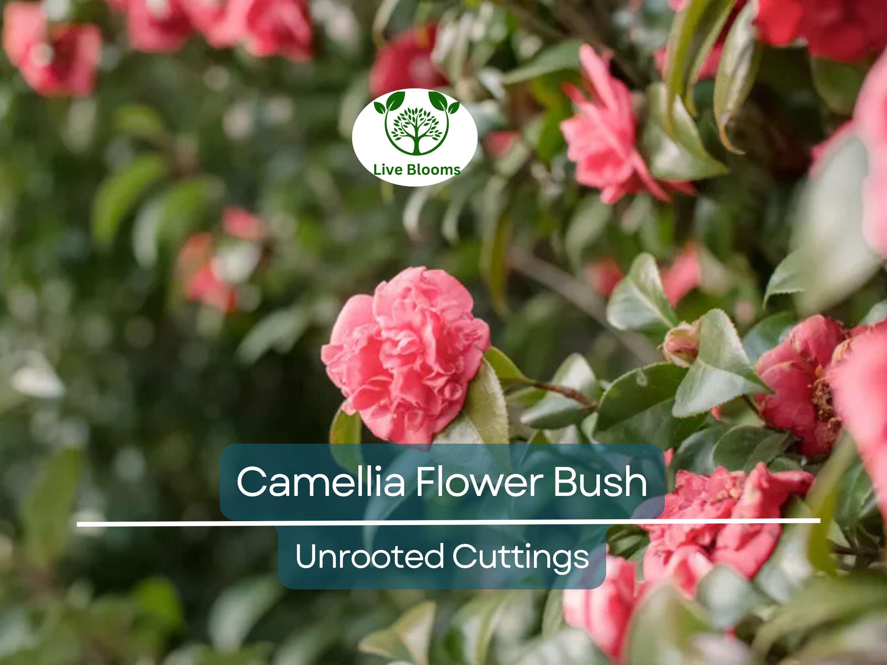 5 Fresh Unrooted Cuttings of Camellia Flowering Shrubs (Camellia japonica) 6-8 Inches – Hardy, Beautiful Blooms for Propagation
