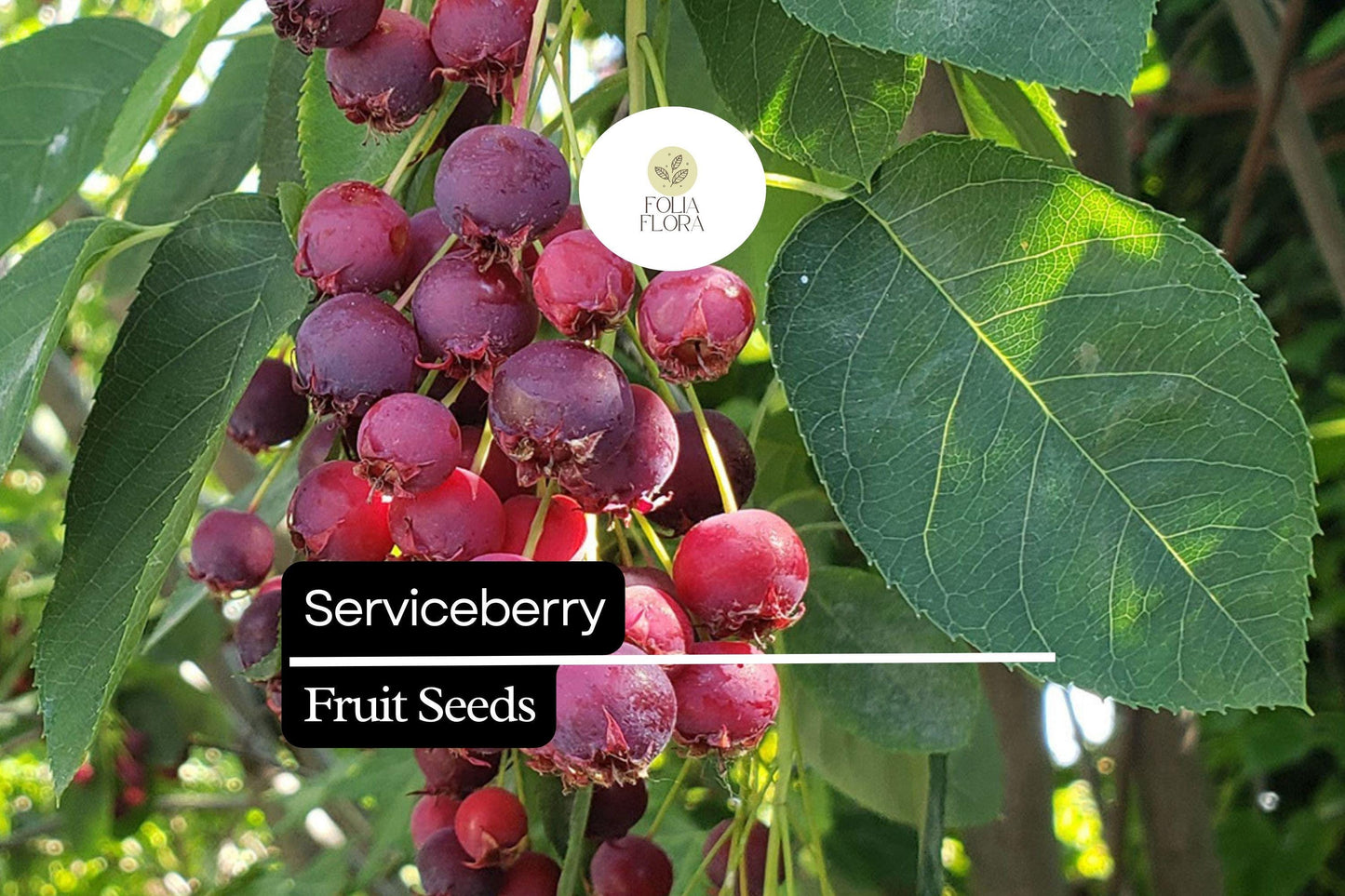 15 Seeds Serviceberry (Amelanchier arborea) | Edible Berries & Spring Blooms | Wildlife-Friendly, Drought-Tolerant, Native Tree