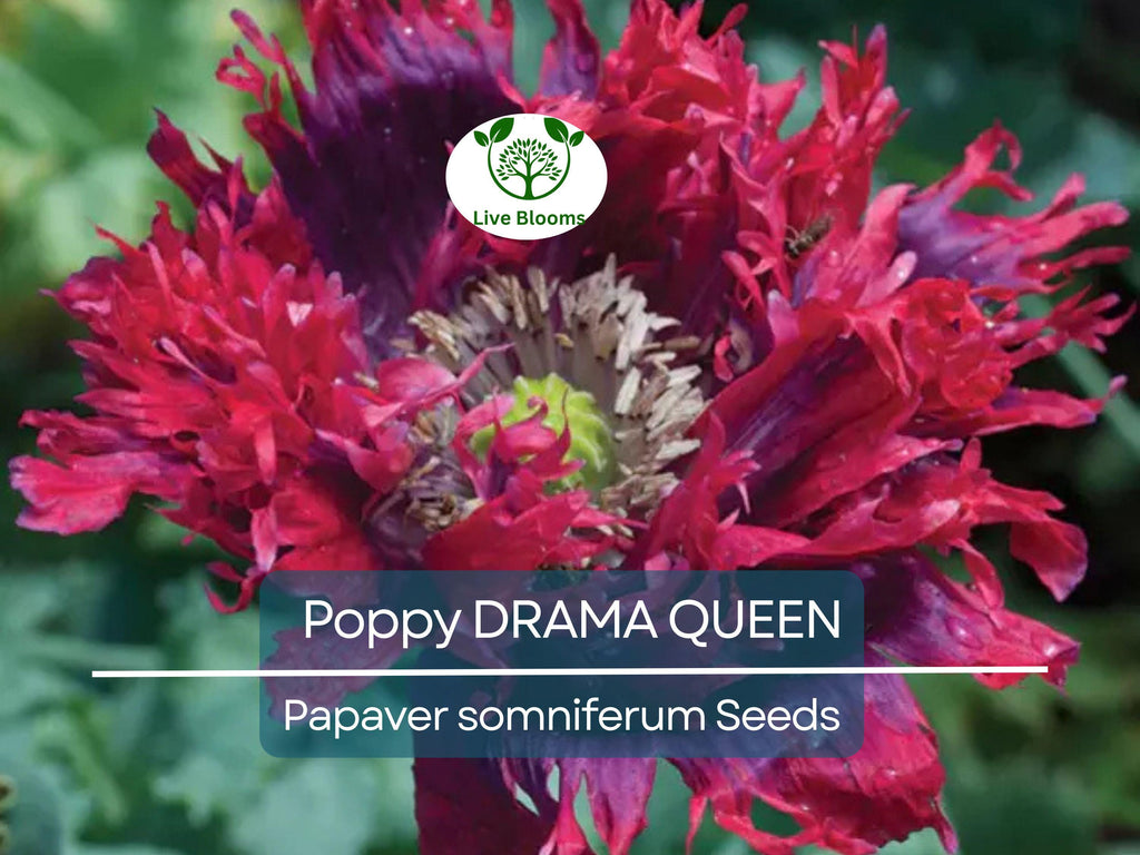 1000 Seeds Poppy DRAMA QUEEN Breadseed Red Purple Flowers, Frilled Edges, Non-GMO, Stunning Ornamental, Edible, Garden & Flower Bed Plant