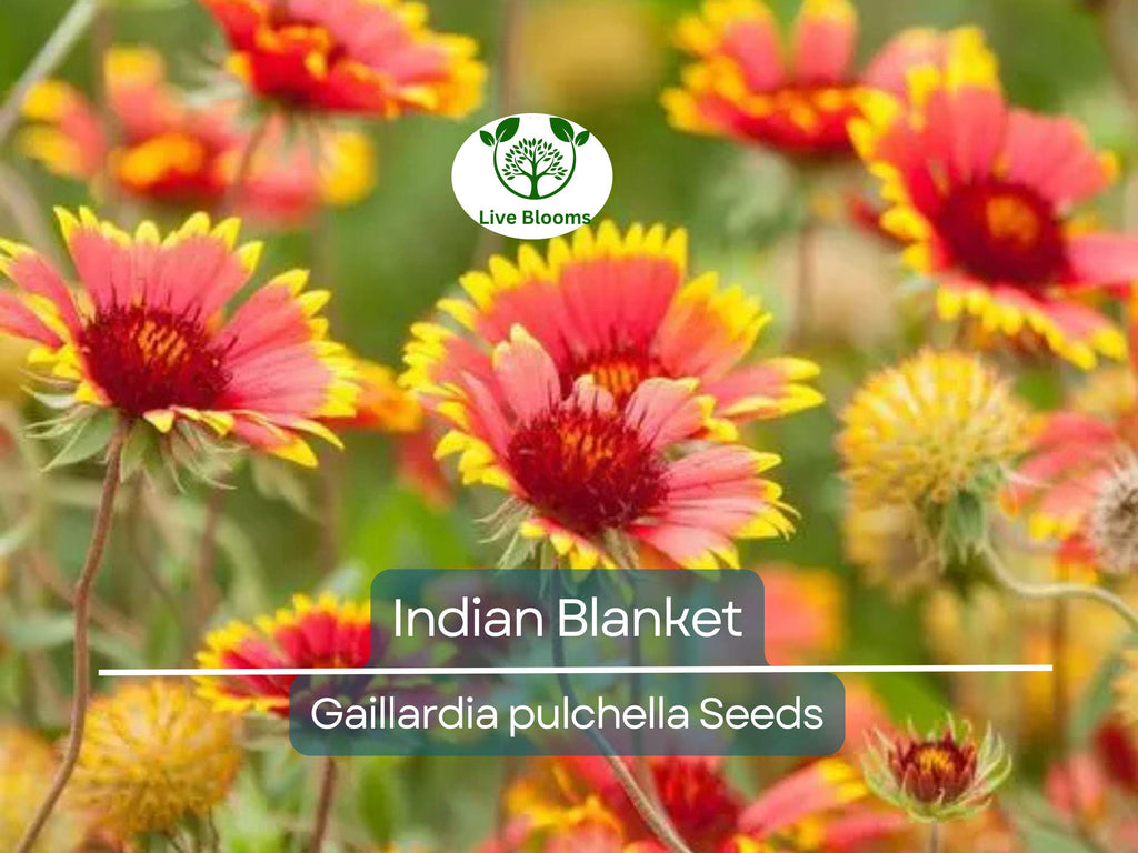 200 Indian Blanket Flower Seeds – Gaillardia pulchella | Heirloom Non-GMO | Blanket Flower for Meadows, Pollinators, Easy Care