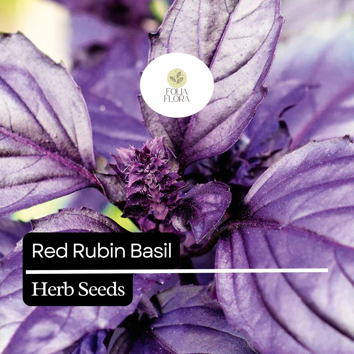 200 Red Rubin Basil Seeds – Heirloom, Deep Purple Leaves, Aromatic & Flavorful, Non-GMO, Easy to Grow