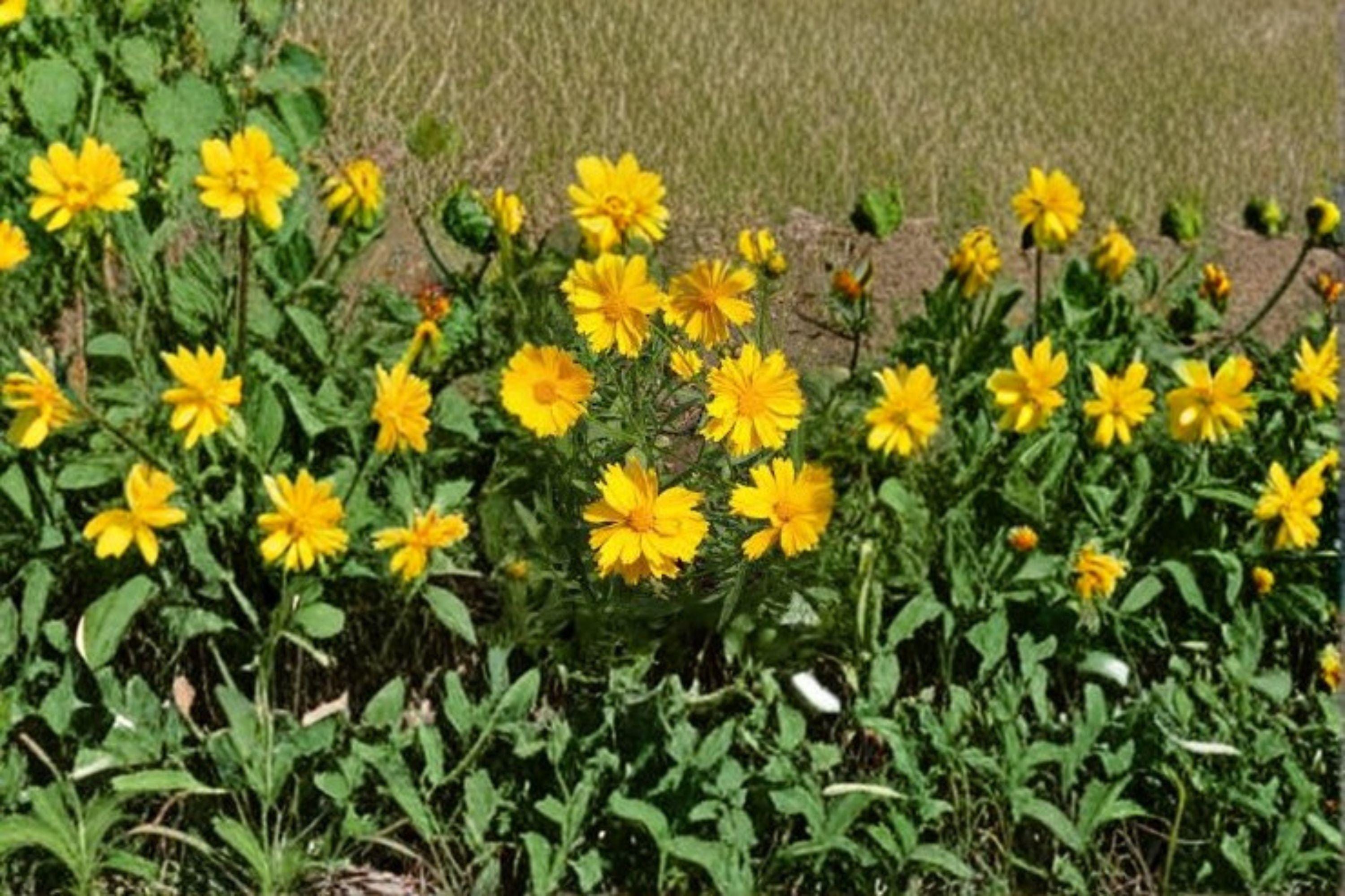 Coreopsis Lance-Leaved Dwarf – Coreopsis lanceolata 50 Seeds | Compact Native Perennial | Bright Yellow Blooms | Pollinator Favorite