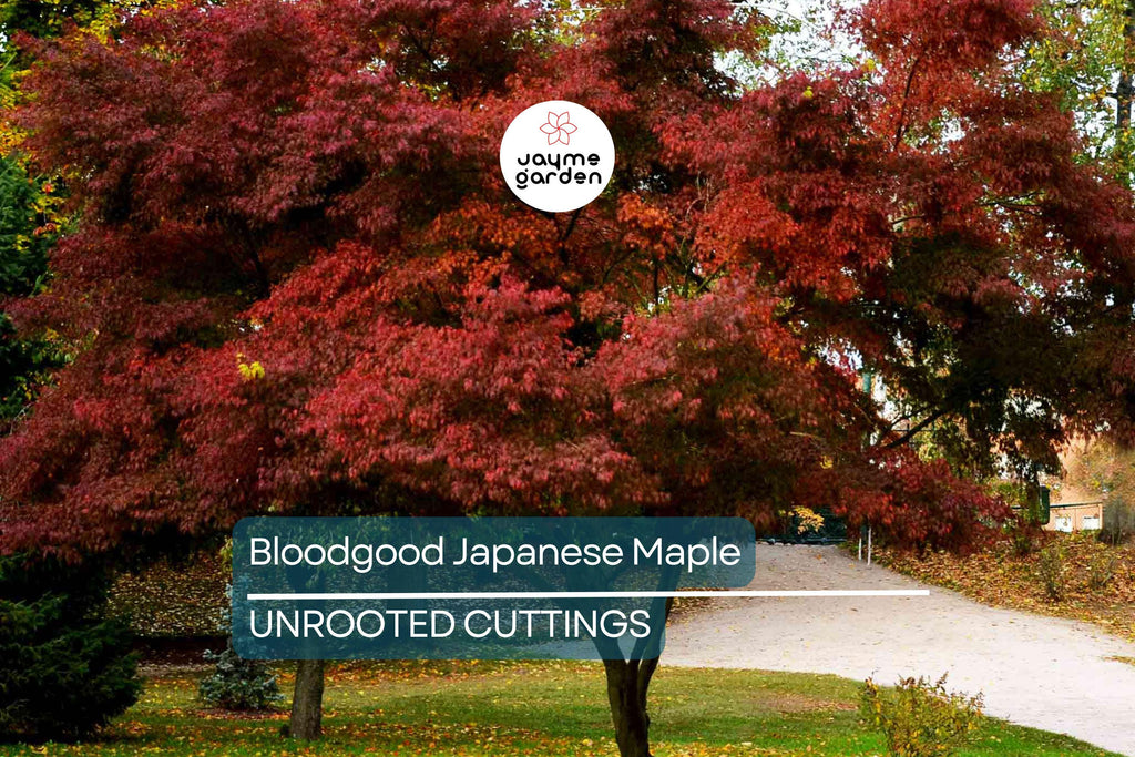 5 Bloodgood Japanese Maple Tree Cuttings | Live Unrooted | Perfect for Rooting or Grafting | Fresh Cuttings 5-12 Inches Long