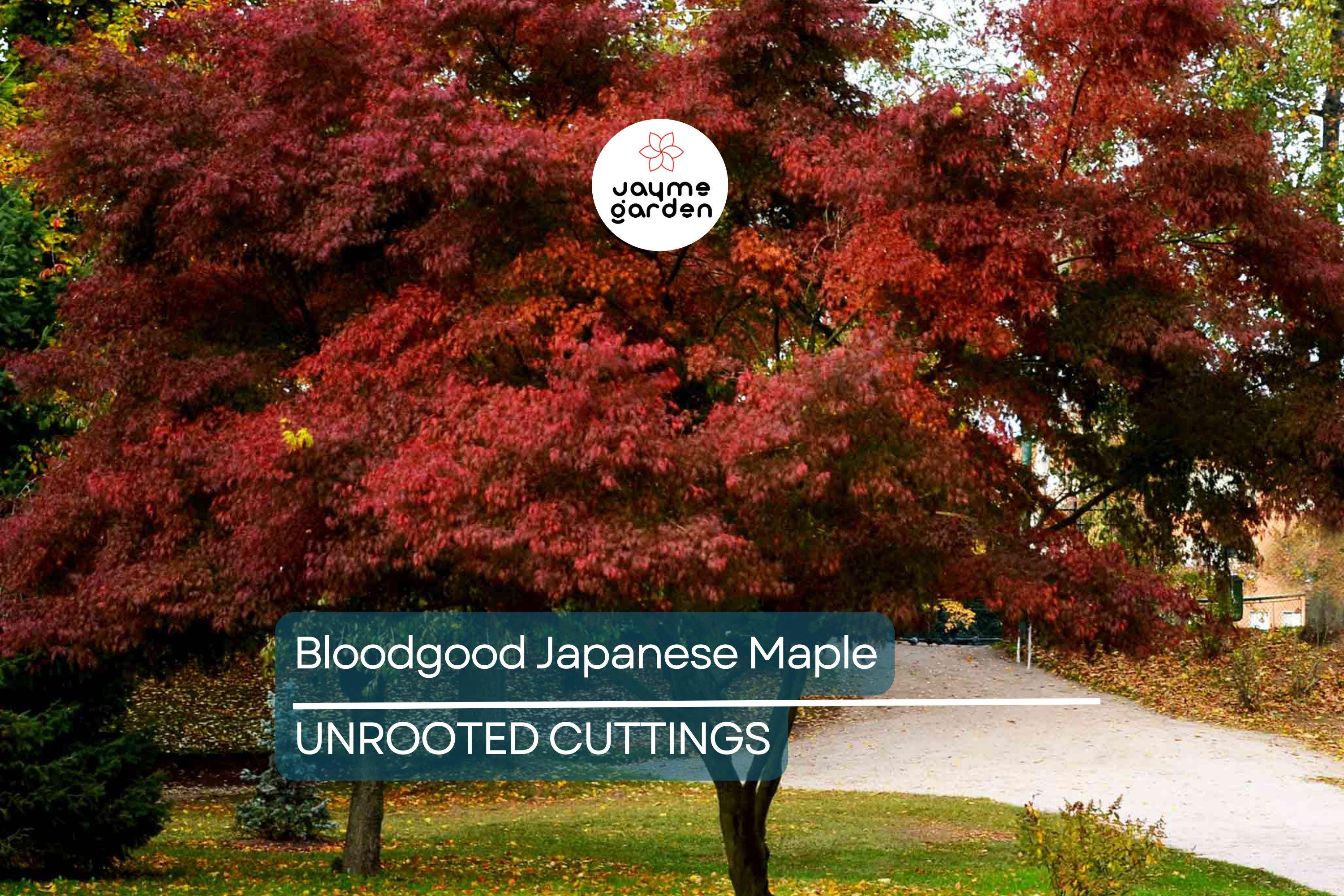 5 Bloodgood Japanese Maple Tree Cuttings | Live Unrooted | Perfect for Rooting or Grafting | Fresh Cuttings 5-12 Inches Long