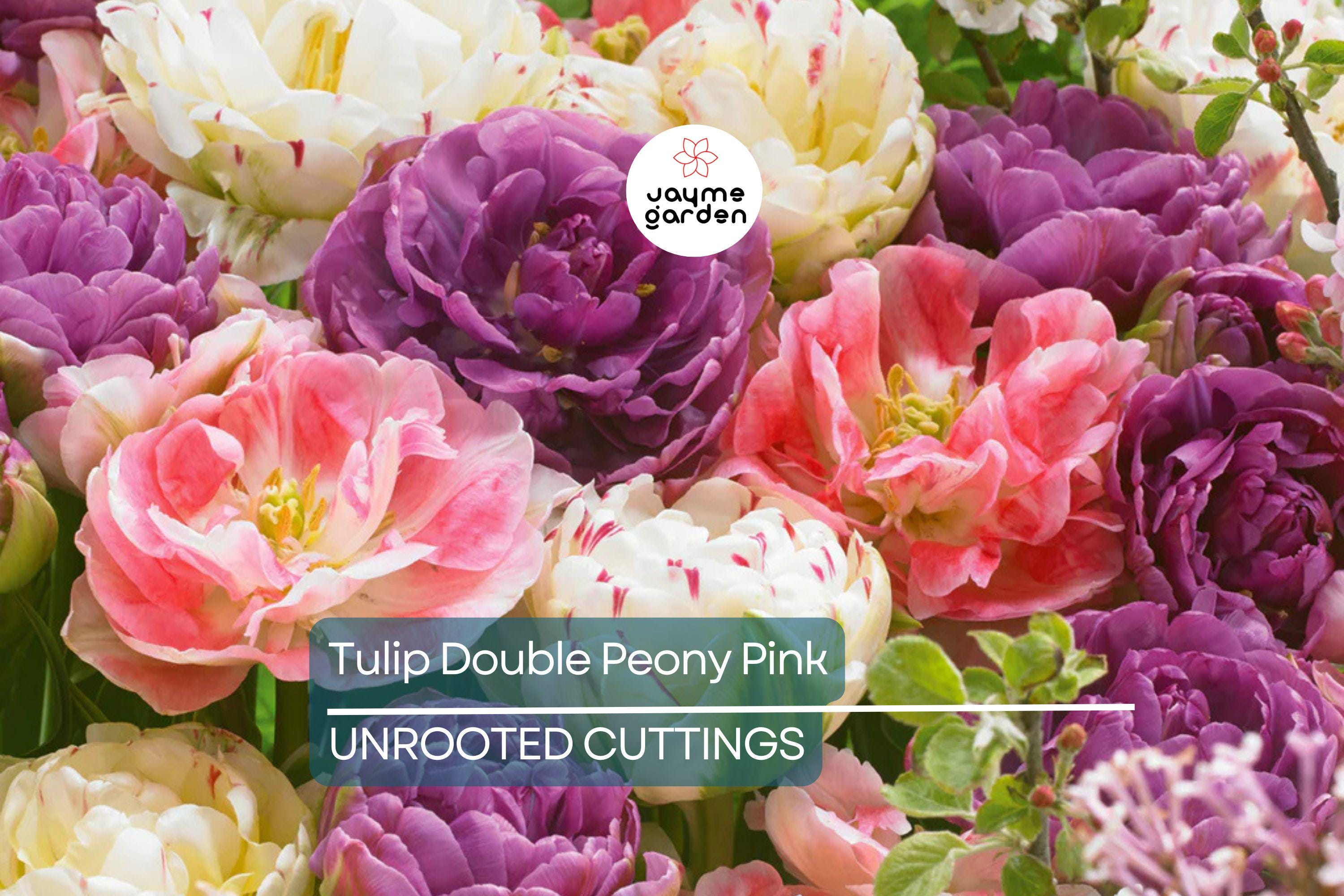 Double Peony Tulip Mix - 6 Pink Angelique & Blue Diamond Bulbs, Peony-Like Blooms, Perfect for Beds and Containers, USDA Zones 3-8
