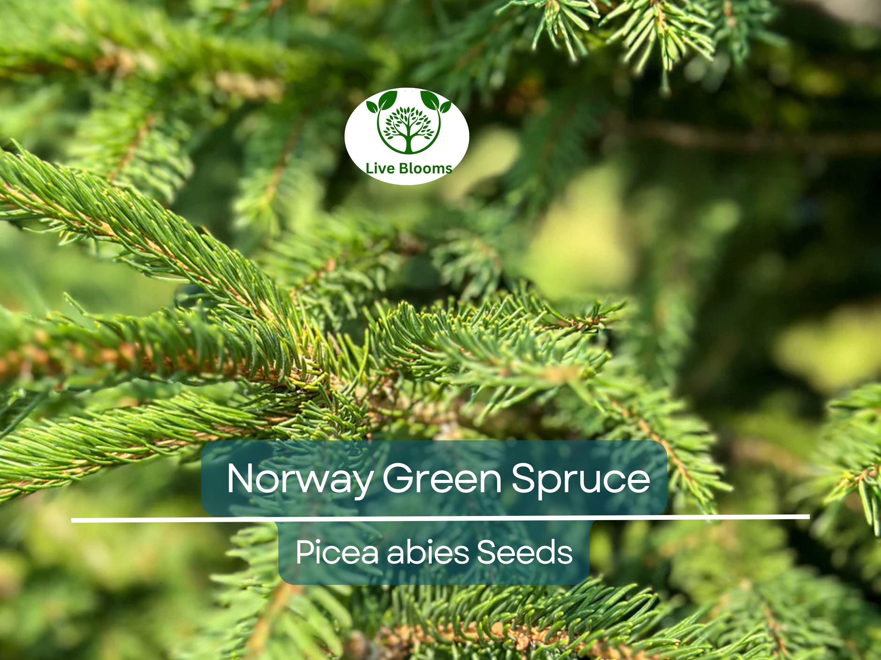 50 Norway Green Spruce Seeds (Picea abies) | Tree Seeds, Evergreen, Hardy Tree, Garden, Landscaping, Holiday Decorations