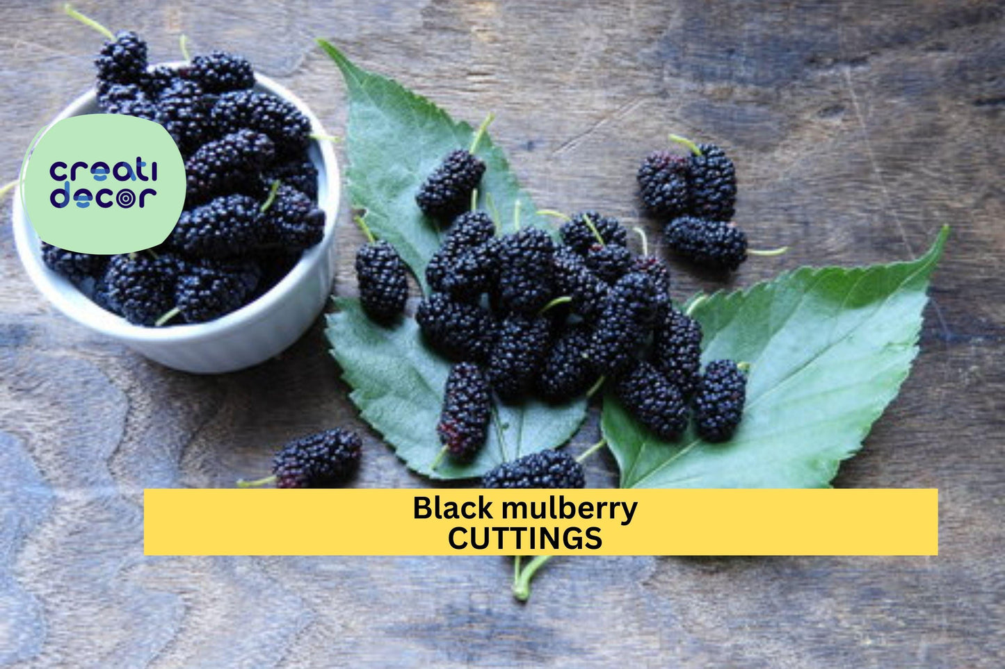 10 Organic Black Mulberry Cuttings | Unrooted Stems for Rooting | Sweet Fruit Tree Starter | Morus Nigra | Home Orchard