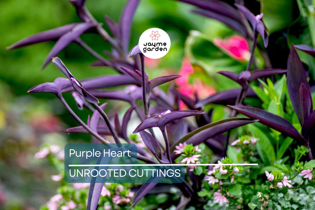 12 Live Purple Heart Plant Cuttings | Wandering Jew (Tradescantia Pallida) | Vibrant Purple Foliage for Indoor/Outdoor Gardens