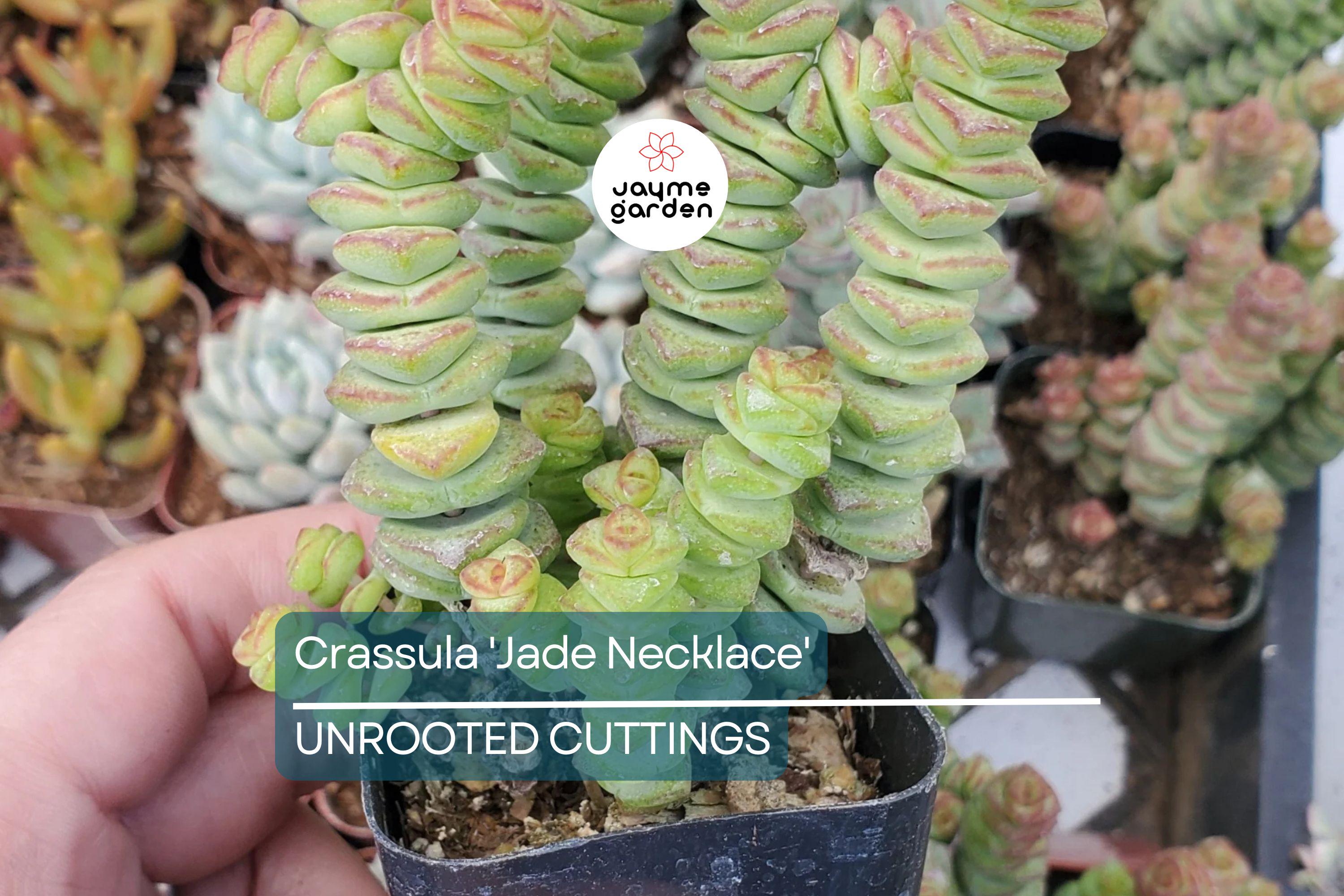 Crassula 'Jade Necklace' Rare Succulent Plant - Easy Care, 8" Tall, Perfect for Terrariums & Gifts, Star-Shaped Winter Flowers