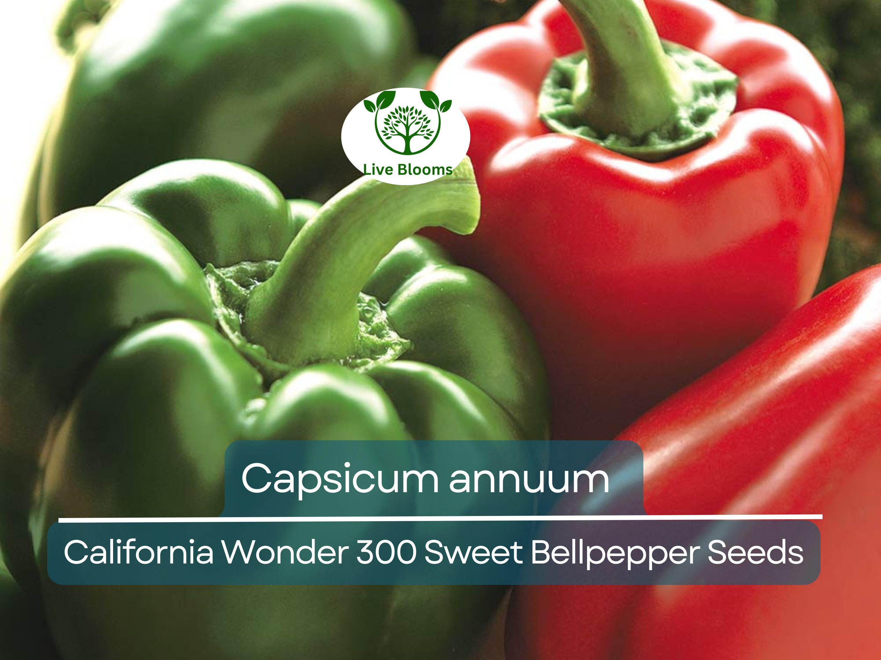 30 Seeds California Wonder 300 Sweet Bellpepper – Capsicum annuum | Heirloom Bell Peppers for Planting & Fresh Garden Harvests