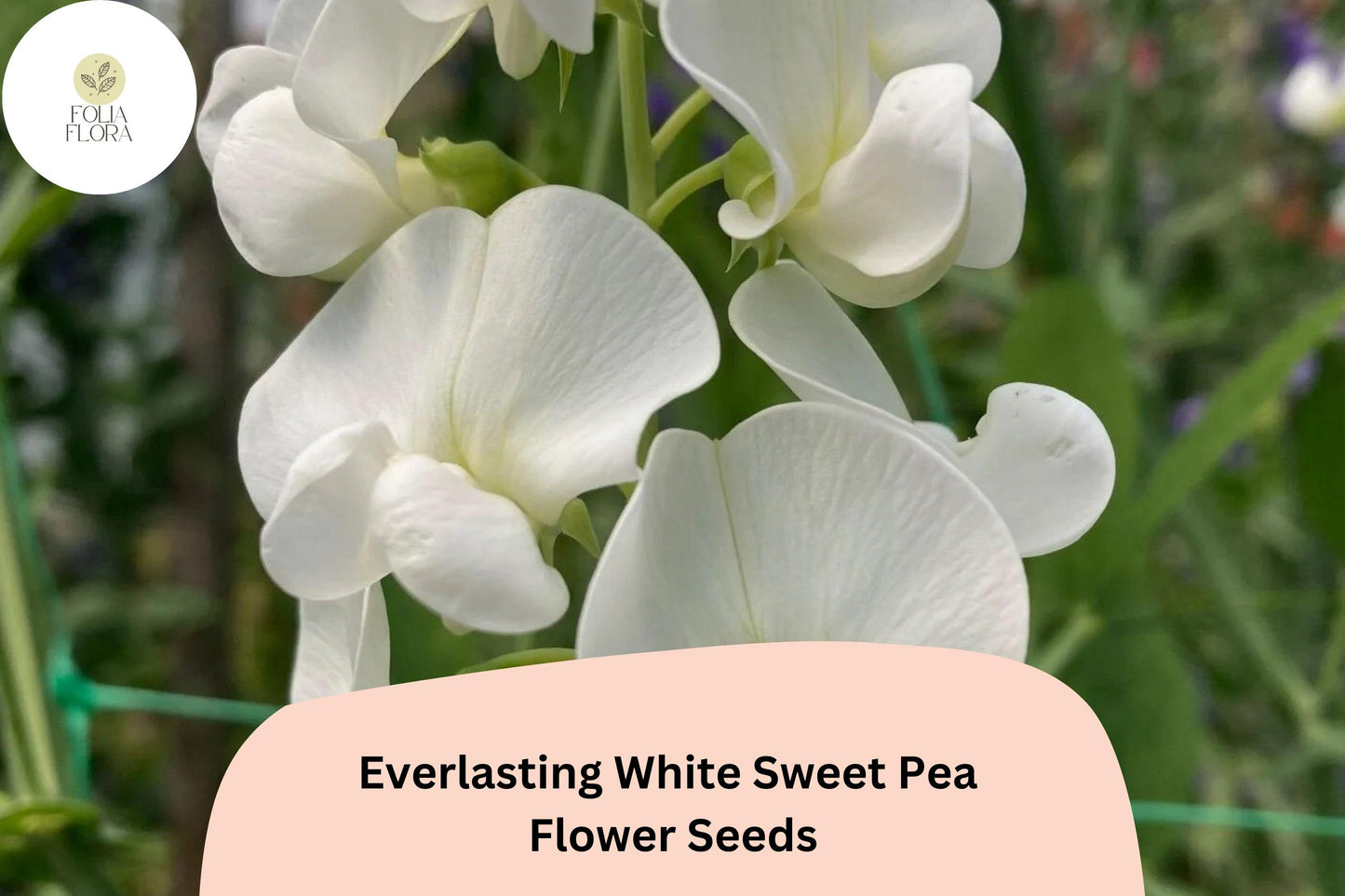 Everlasting White Sweet Pea Seeds | Lathyrus latifolius Perennial Climbing Vine White Flowers (50+ Seeds)