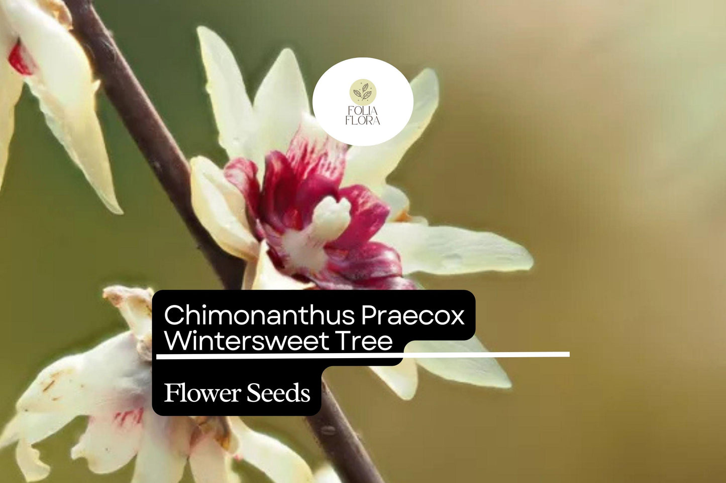 10 Seeds Chimonanthus Praecox Wintersweet Tree | Fragrant Heirloom Shrub | Hardy, Ornamental & Winter-Blooming
