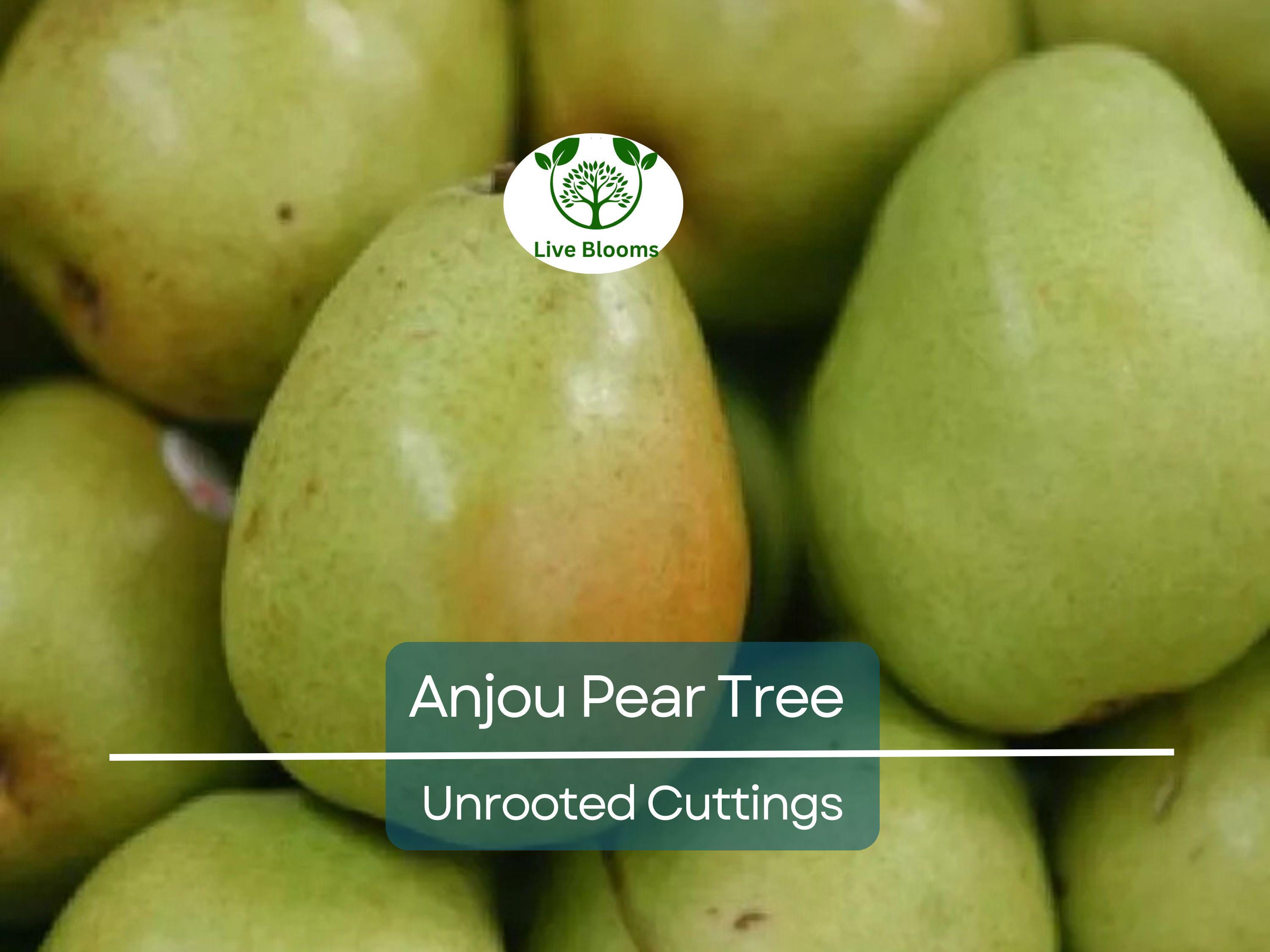 8 Green Anjou Pear Trees 7-10" Unrooted Cuttings for Propagation - Pyrus communis, Delicious Pear Variety