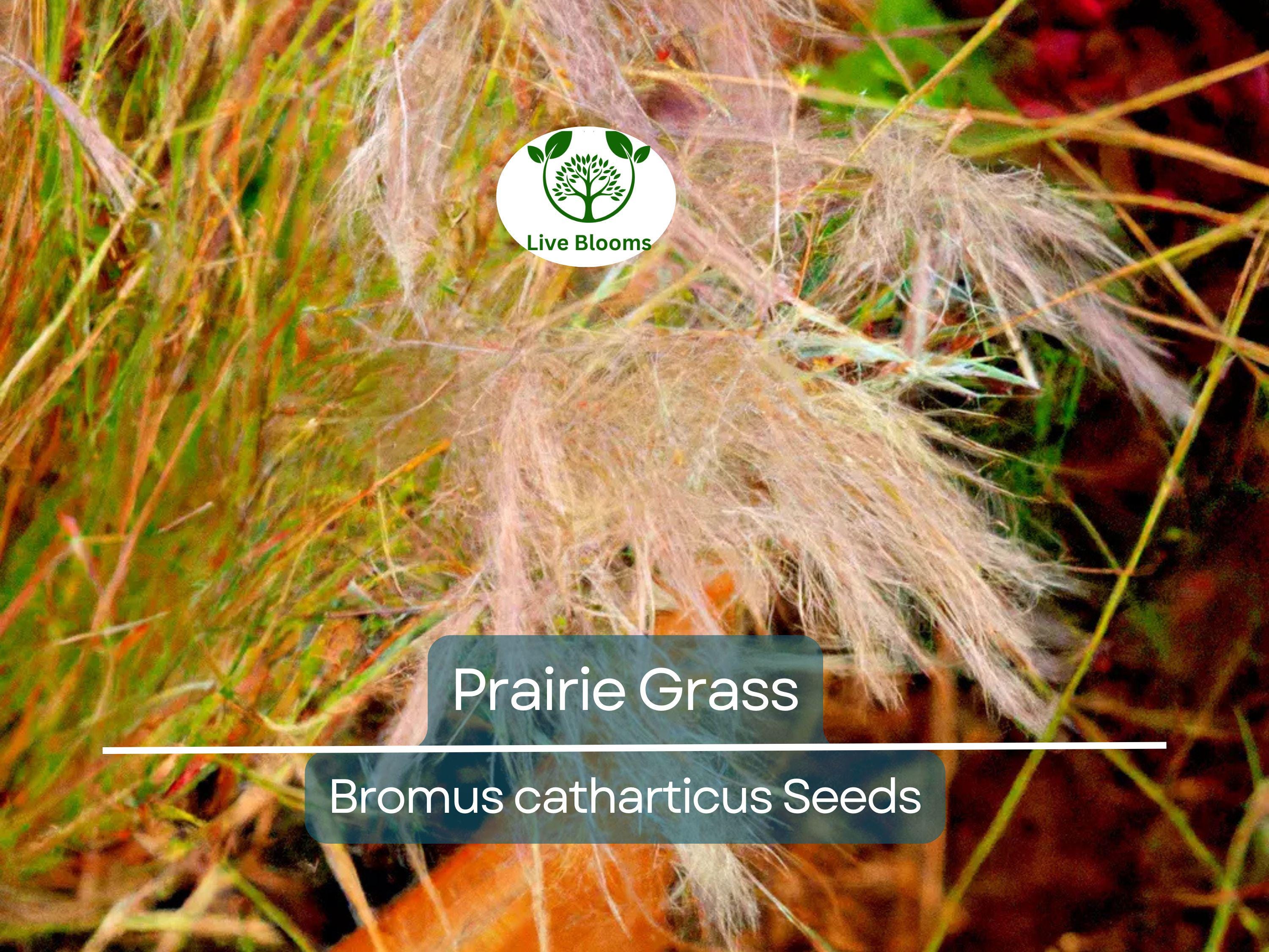 10,000 Bulk Prairie Grass Seeds - Native, Fast-Growing, Drought & Heat Tolerant, EZ Ornamental Grass for Landscaping