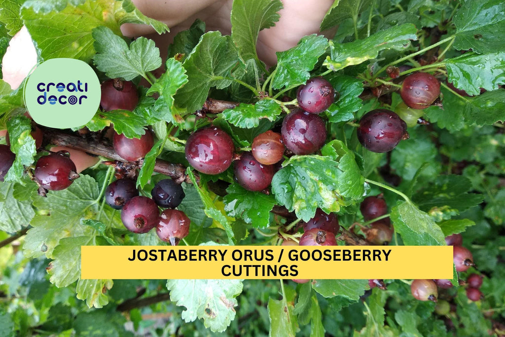12 Jostaberry ORUS 8 Cuttings | Gooseberry Currant Hybrid Bush Starters | Unrooted Set for Growing Berry Plants | USA Seller