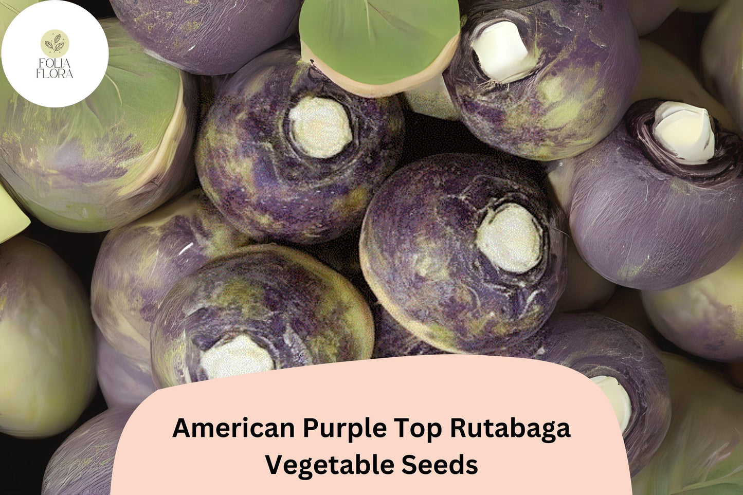 500+ American Purple Top Rutabaga Seeds – Heirloom Brassica Seeds for Garden Planting