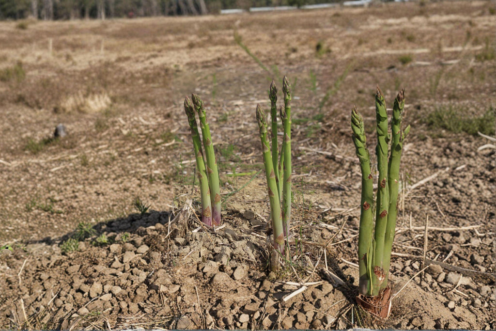 Asparagus – Mary Washington 40 Seeds | Heirloom Vegetable | Hardy Perennial | Classic Home Garden Variety