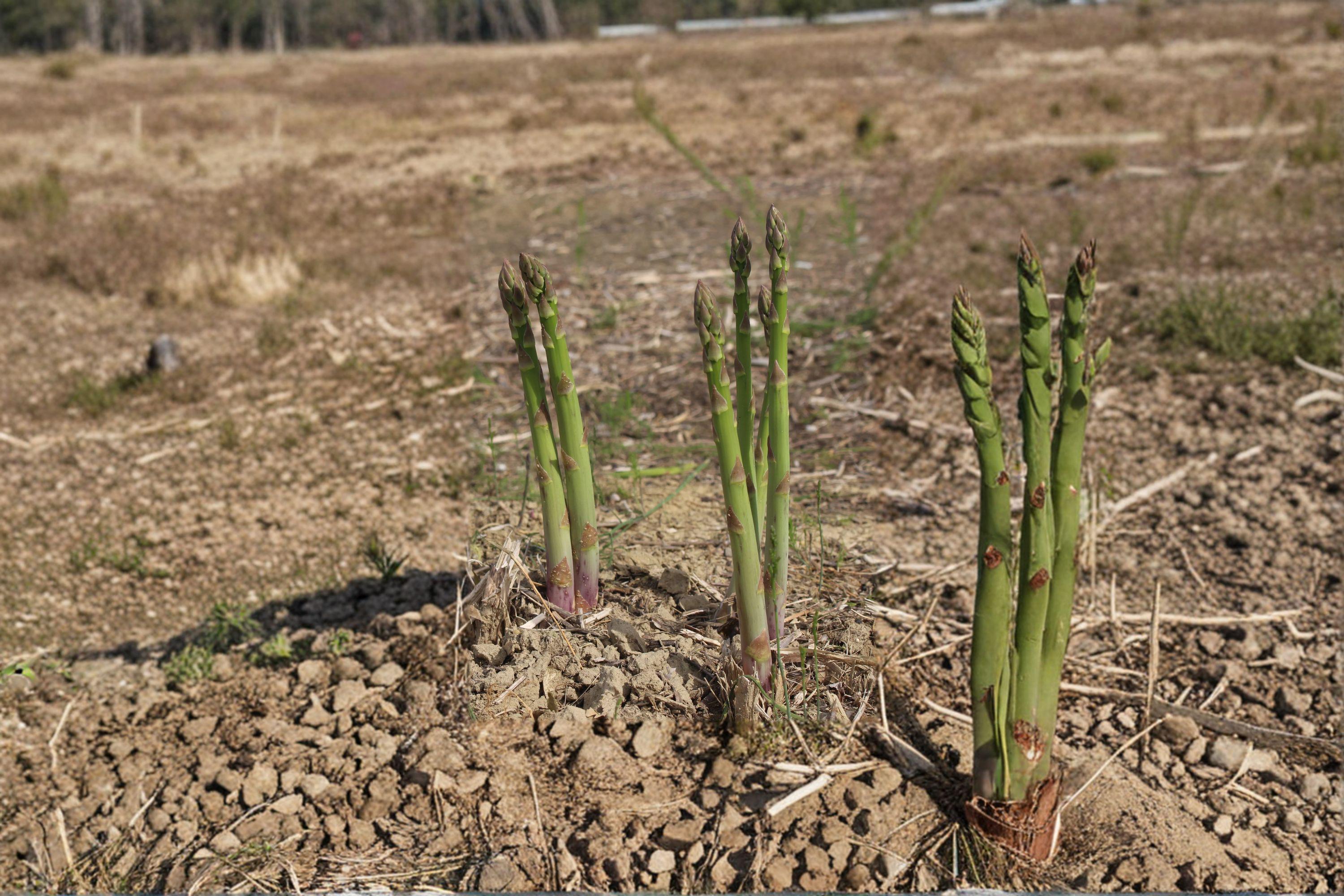 Asparagus – Mary Washington 40 Seeds | Heirloom Vegetable | Hardy Perennial | Classic Home Garden Variety