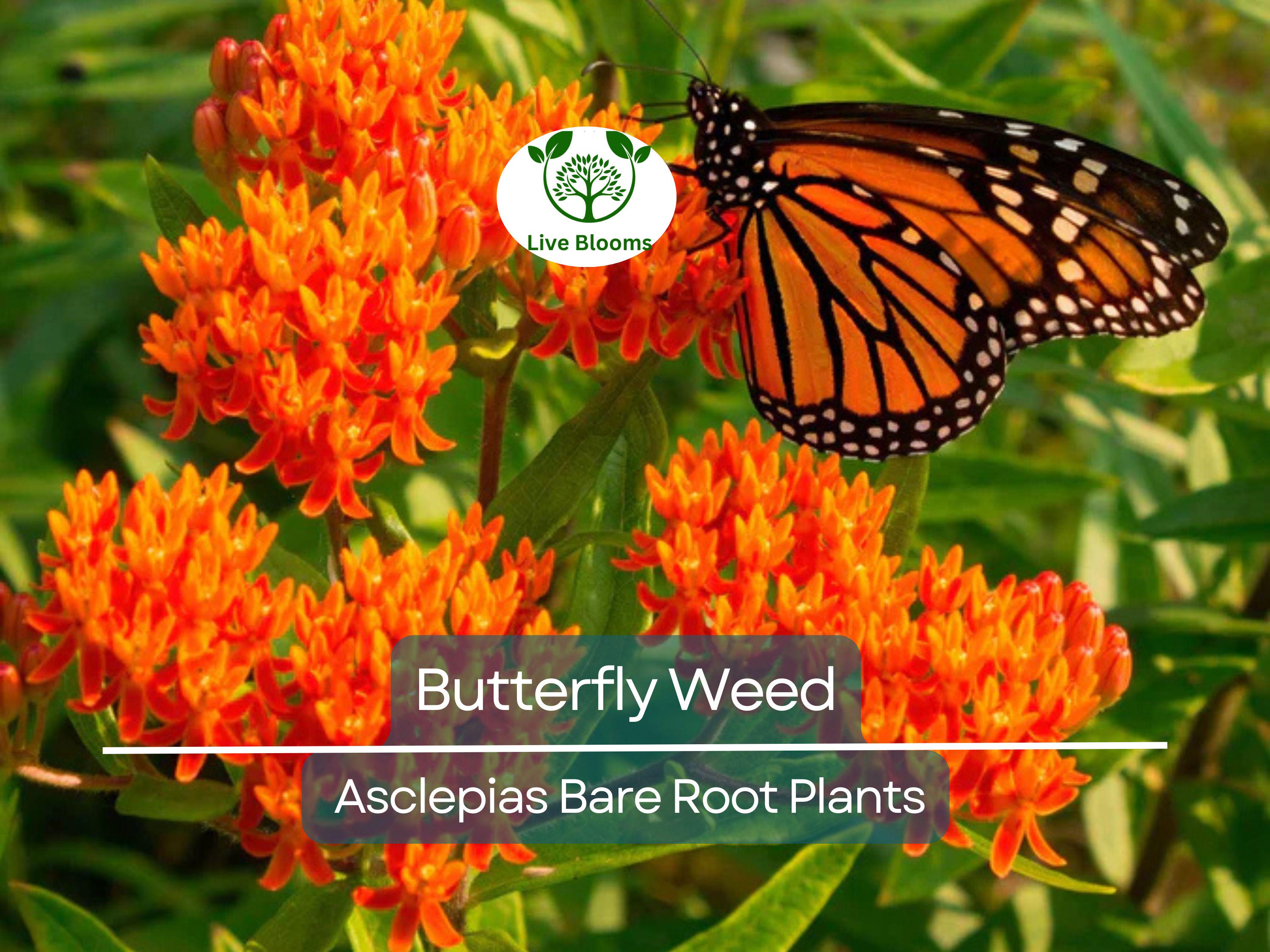 10 Butterfly Weed Plants - Asclepias tuberosa Bare Root - Monarch Host Plant, Pollinator Perennial, Drought Tolerant, Native Wildflower