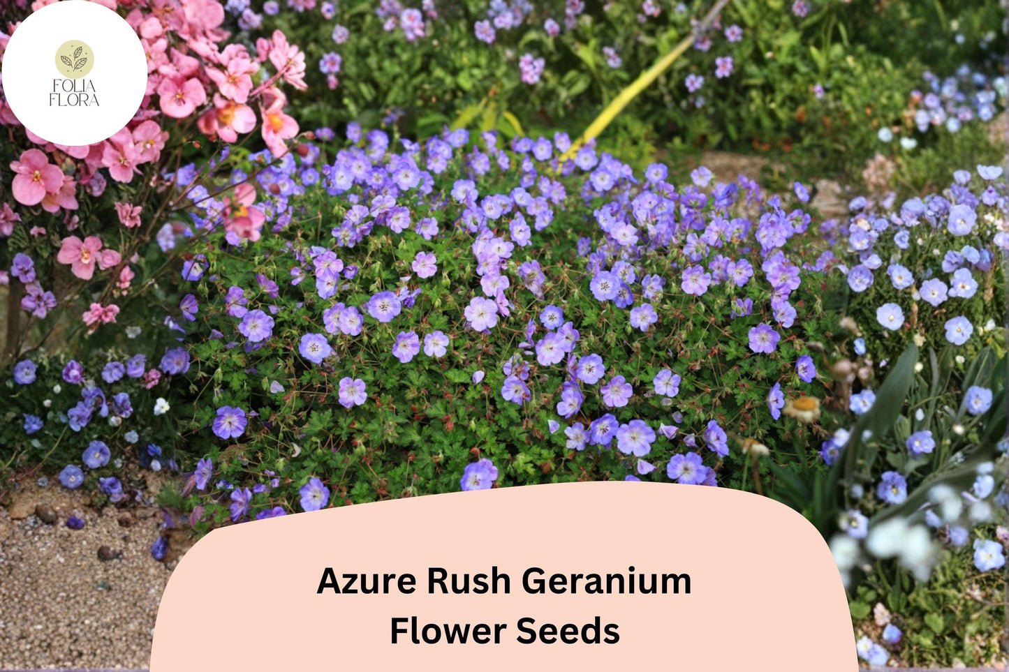 25+ Azure Rush Geranium Seeds: Hardy Perennial Garden Plant, Blue-Purple Blooms, Easy to Grow, Ideal for Pots & Borders