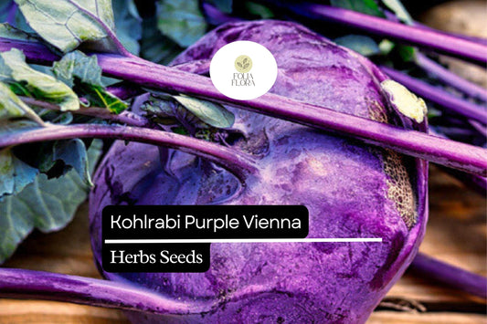 500 Purple Vienna Kohlrabi Seeds – Heirloom, Crisp & Sweet, Non-GMO, Cold Hardy, Easy to Grow