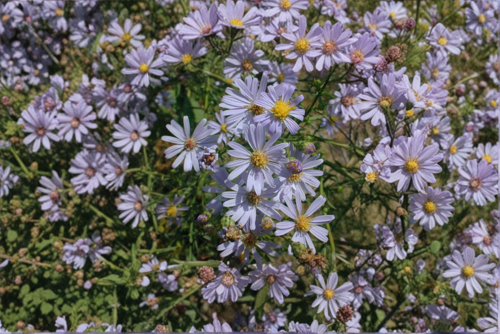 Symphyotrichum oolentangiense – Sky Blue Aster | 100 Seeds | Native Aster Wildflower | Pollinator Garden Plant