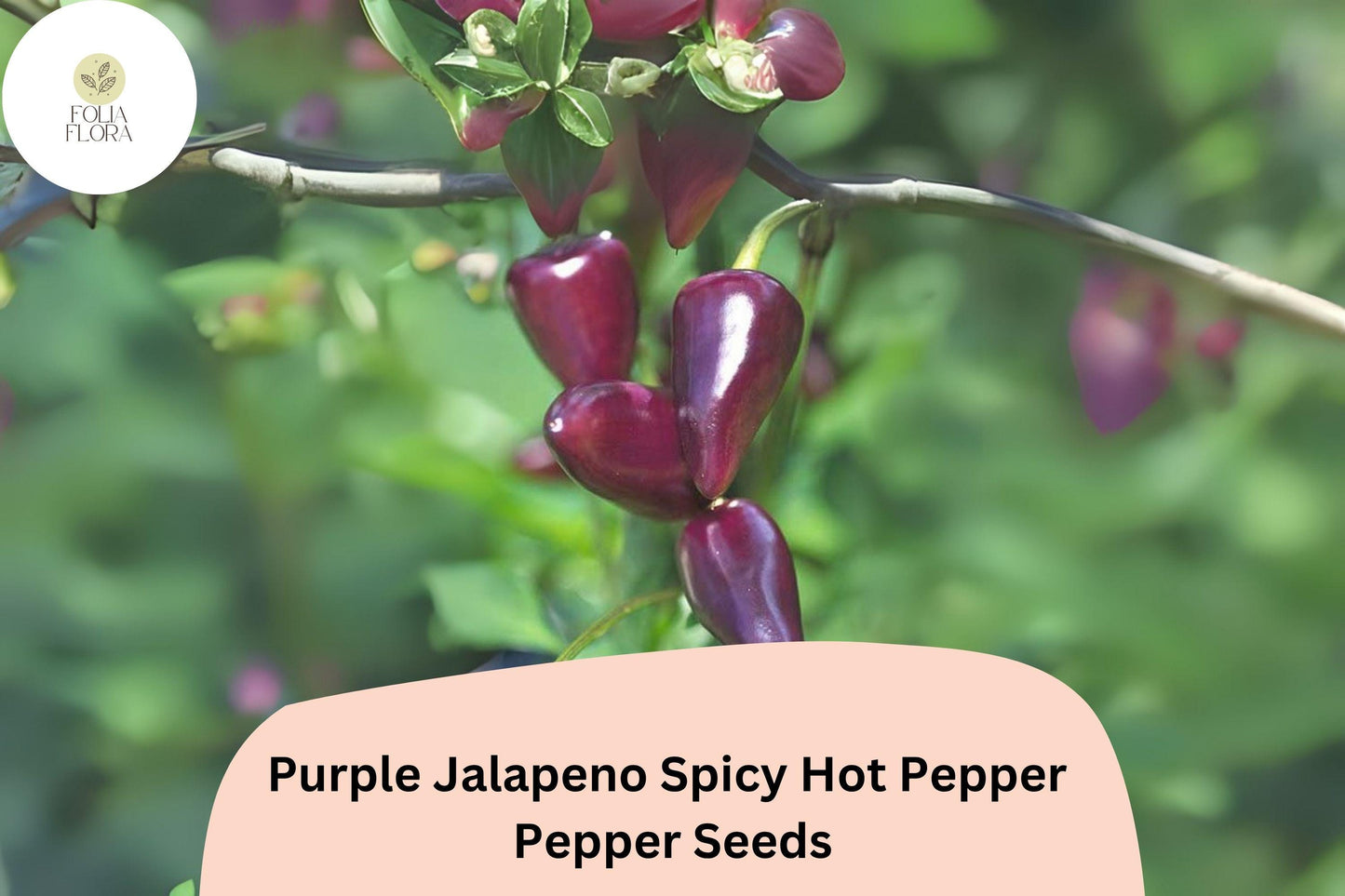 25+ Purple Jalapeño Seeds | Spicy Hot Pepper | Unique Dark Color | Non-GMO Garden Planting