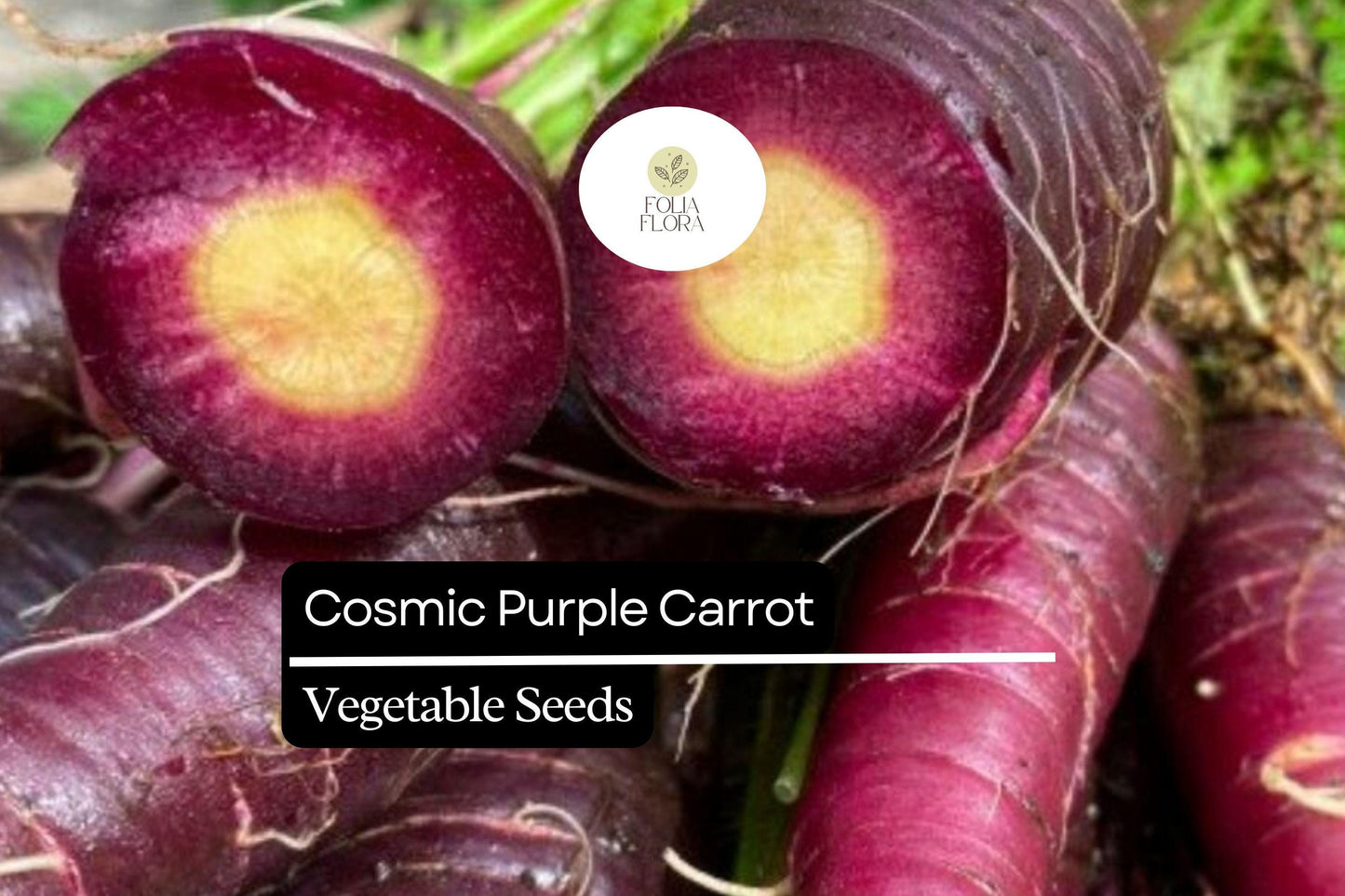 300 Seeds Cosmic Purple Carrot (Daucus carota) – Vibrant Purple Carrots with Sweet Orange Core