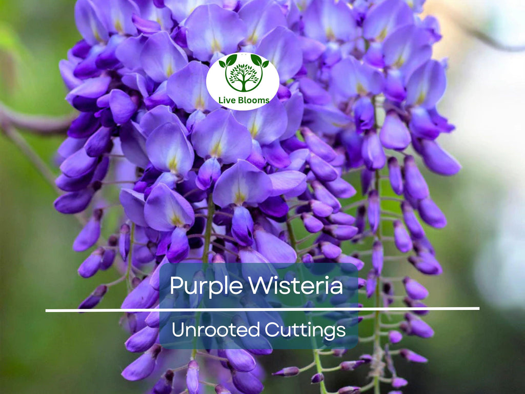10 Hardy Purple Wisteria Unrooted Cuttings 6" - Wisteria Sinensis for Garden, Vines, and Pergolas