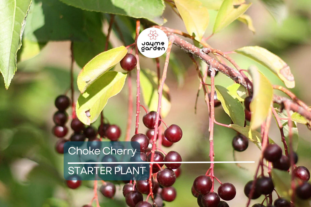 Choke Cherry Tree - Live Bare Root Plant, Prunus Virginiana, 14"-18", Fragrant White Flowers, Wildlife-Friendly, Drought & Heat Tolerant