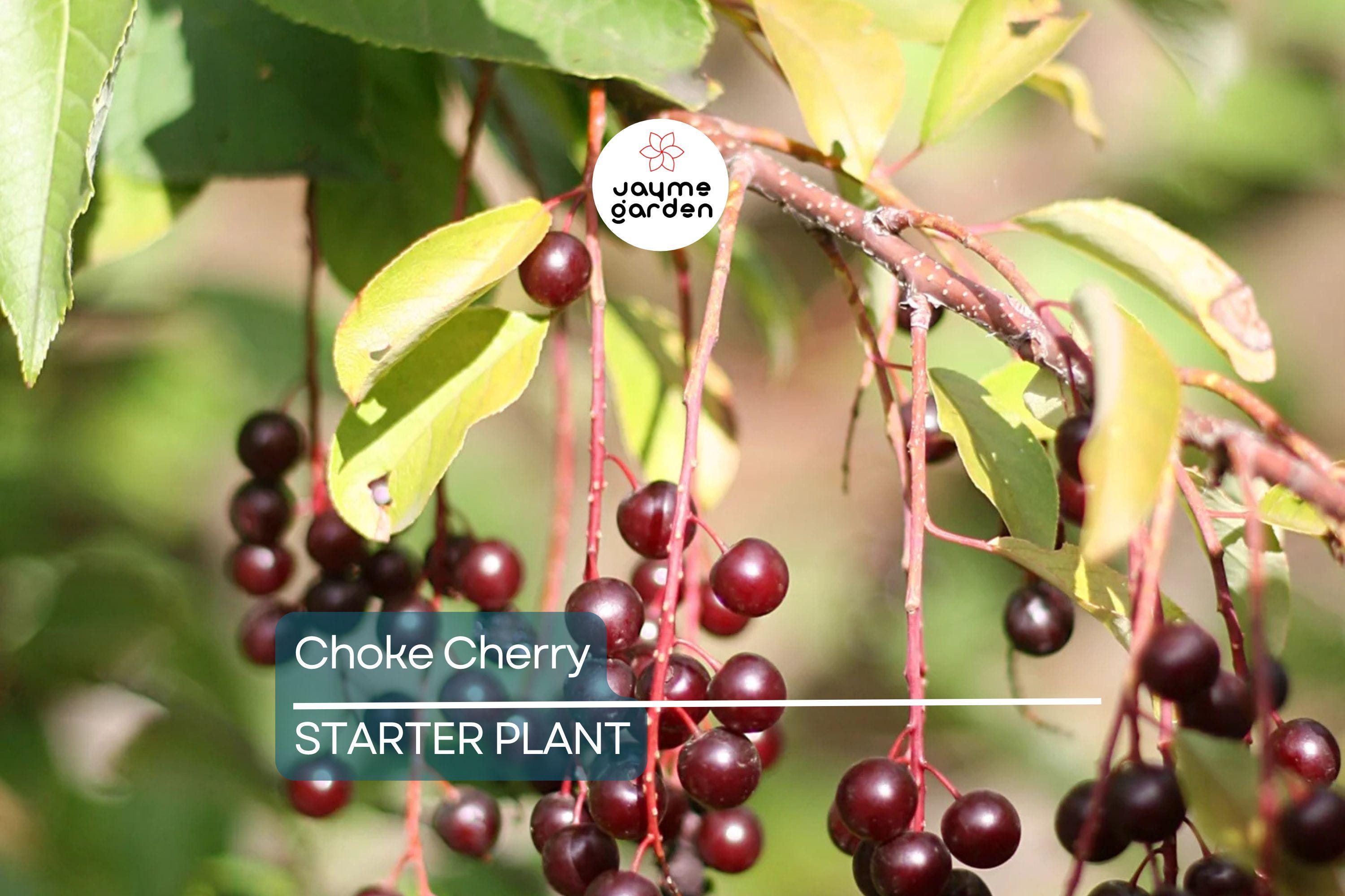 Choke Cherry Tree - Live Bare Root Plant, Prunus Virginiana, 14"-18", Fragrant White Flowers, Wildlife-Friendly, Drought & Heat Tolerant