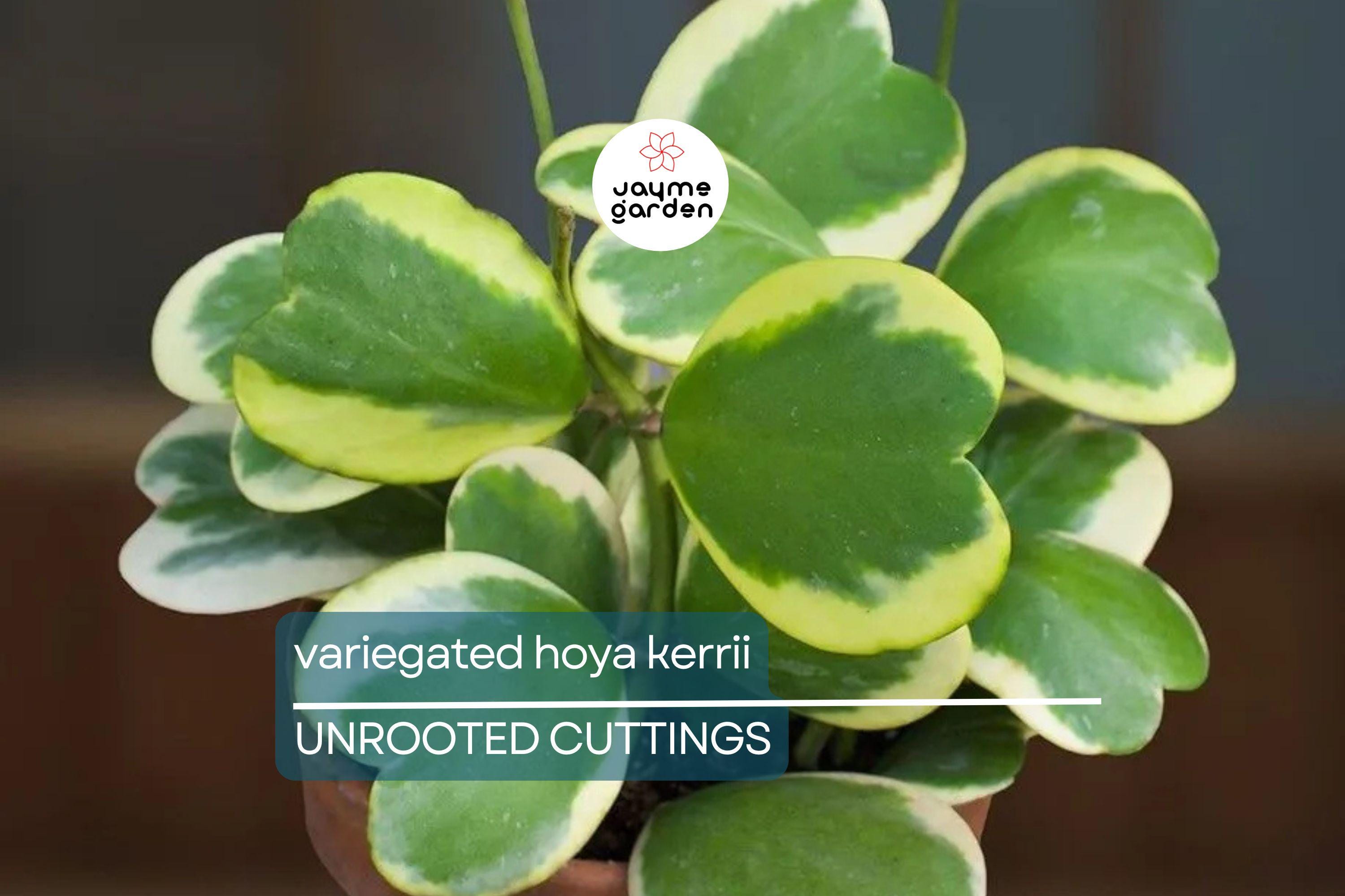 Variegated Hoya Kerrii Cutting (Unrooted) - Multiple Node Options for Propagation