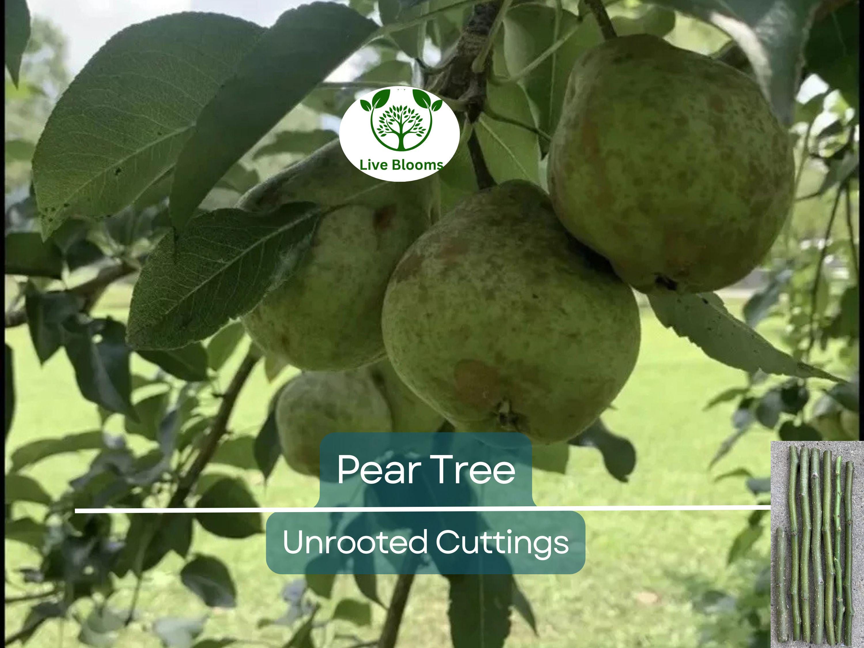 5 Organic Pear Tree Unrooted Cuttings, 10" Long Each, Perfect for Propagation, Fruit Tree, Grow Your Own Pears, Hardy and Easy to Grow