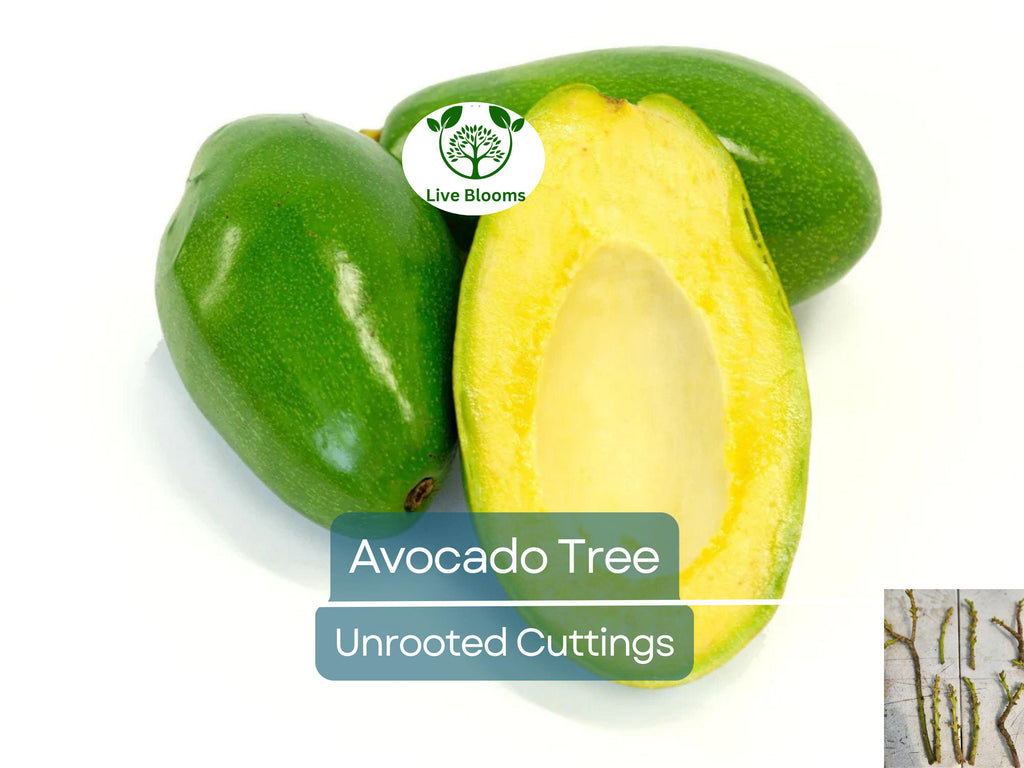 3 Avocado Unrooted Cuttings for Grafting 4"-7" | Persea americana | Fresh Avocado Tree Propagation | High-Quality Grafting Cuttings