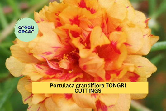 5 Portulaca “TONGRI” Cuttings – Unrooted Colorful Moss Rose | Portulaca grandiflora Flowering Succulent for Pots or Ground Cover