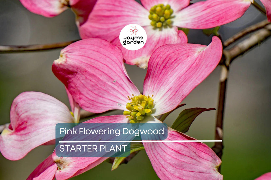 Pink Flowering Dogwood Tree – 10-12" Tall, Well Rooted, Healthy Deciduous, Beautiful Spring Flowers, Ships in Pot