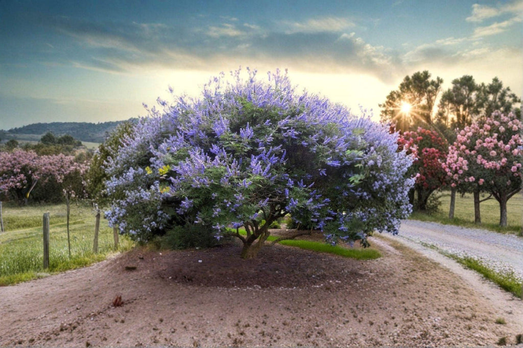 Vitex agnus-castus – Chaste Tree 10 Seeds | Fragrant Purple Blooms | Pollinator Tree | Drought-Tolerant Shrub