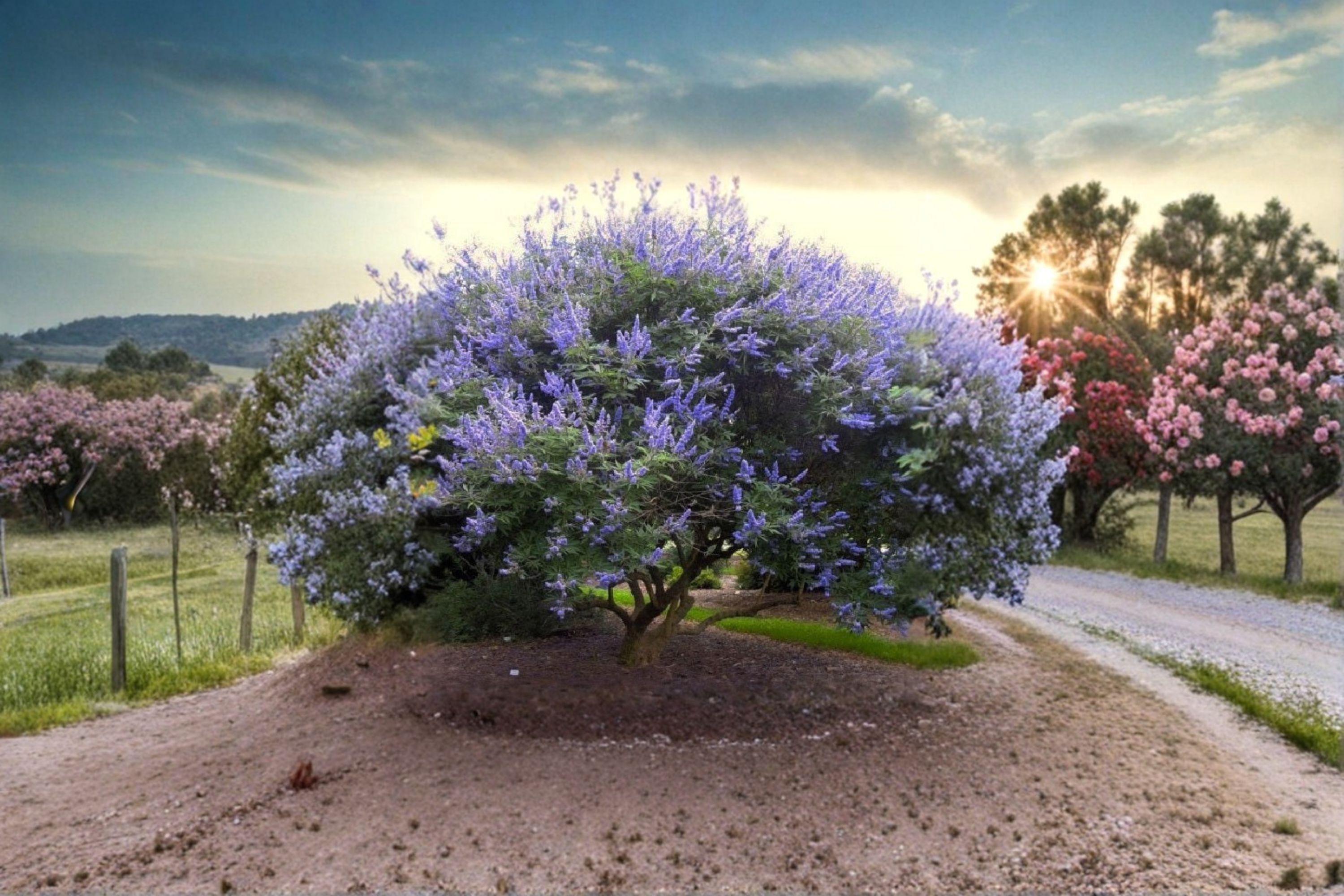Vitex agnus-castus – Chaste Tree 10 Seeds | Fragrant Purple Blooms | Pollinator Tree | Drought-Tolerant Shrub