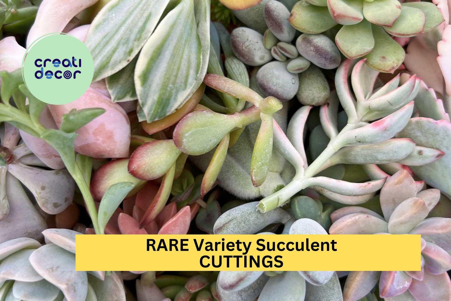 25 Rare Succulent Cuttings – Beautiful Mix of Unique Varieties for Containers, Gifts, or Garden Displays – Easy to Root – USA