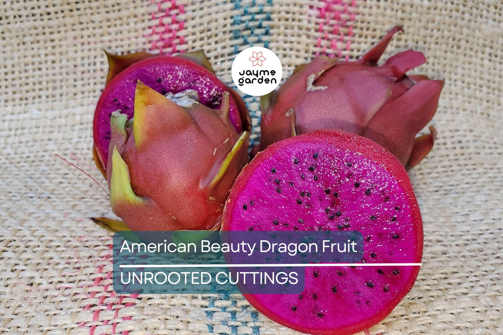 3 American Beauty Dragon Fruit Cuttings - 8-10” Fresh Cuttings, Red Flesh, Self-Pollinating - Ready to Plant
