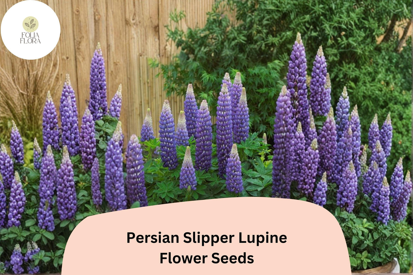 25+ Persian Slipper Lupine Seeds | Purple Lupinus | Elegant Spring Bloom Spikes for Garden Planting