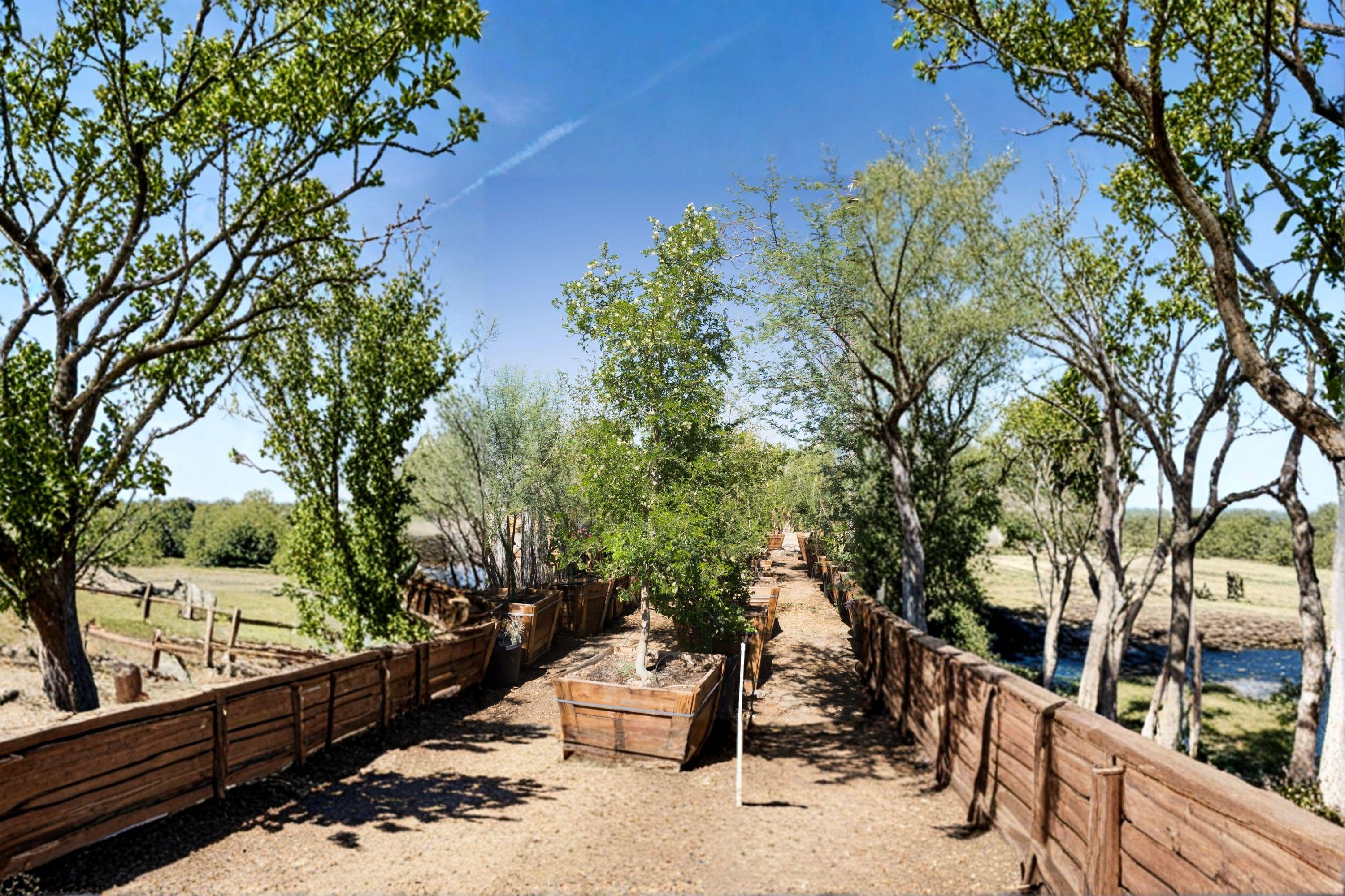Texas Ebony Tree Seeds – Pithecellobium flexicaule, Native Evergreen, Drought Tolerant (10 Seeds)