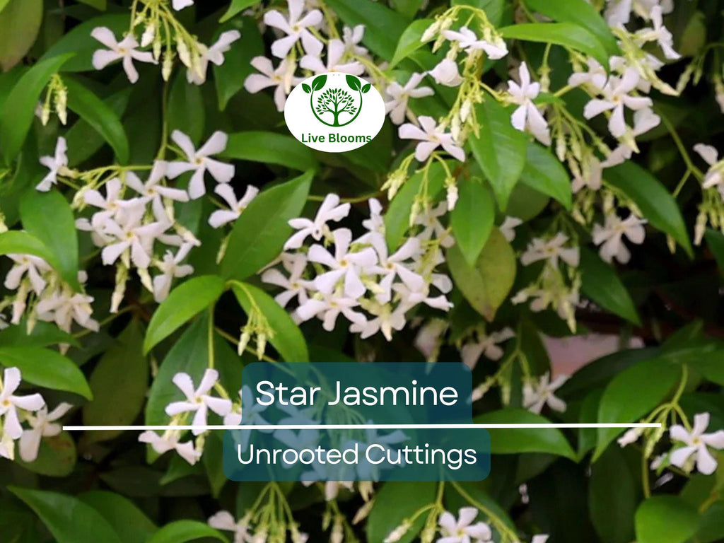 7 Jasminoides Trachelospermum Star Jasmine Cuttings, 6" Unrooted, Fragrant Flowering Plant, Perfect for Vines & Gardens, Easy to Grow