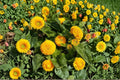 Teddy Bear Dwarf Sunflower 15 Seeds | Fluffy Golden Blooms | Compact Dwarf Variety | Perfect for Pots & Kids Gardens